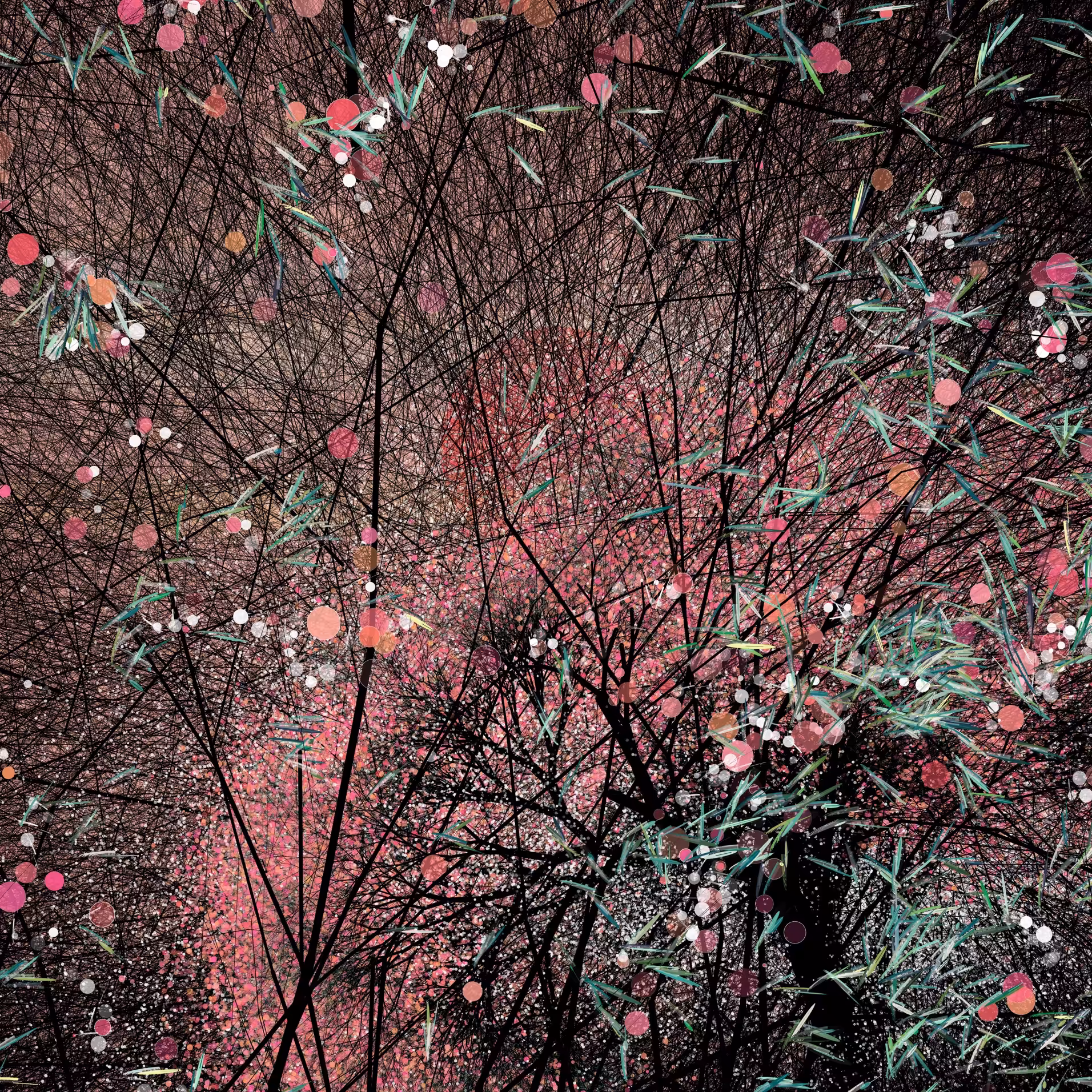 Sakura, cherry blossoms