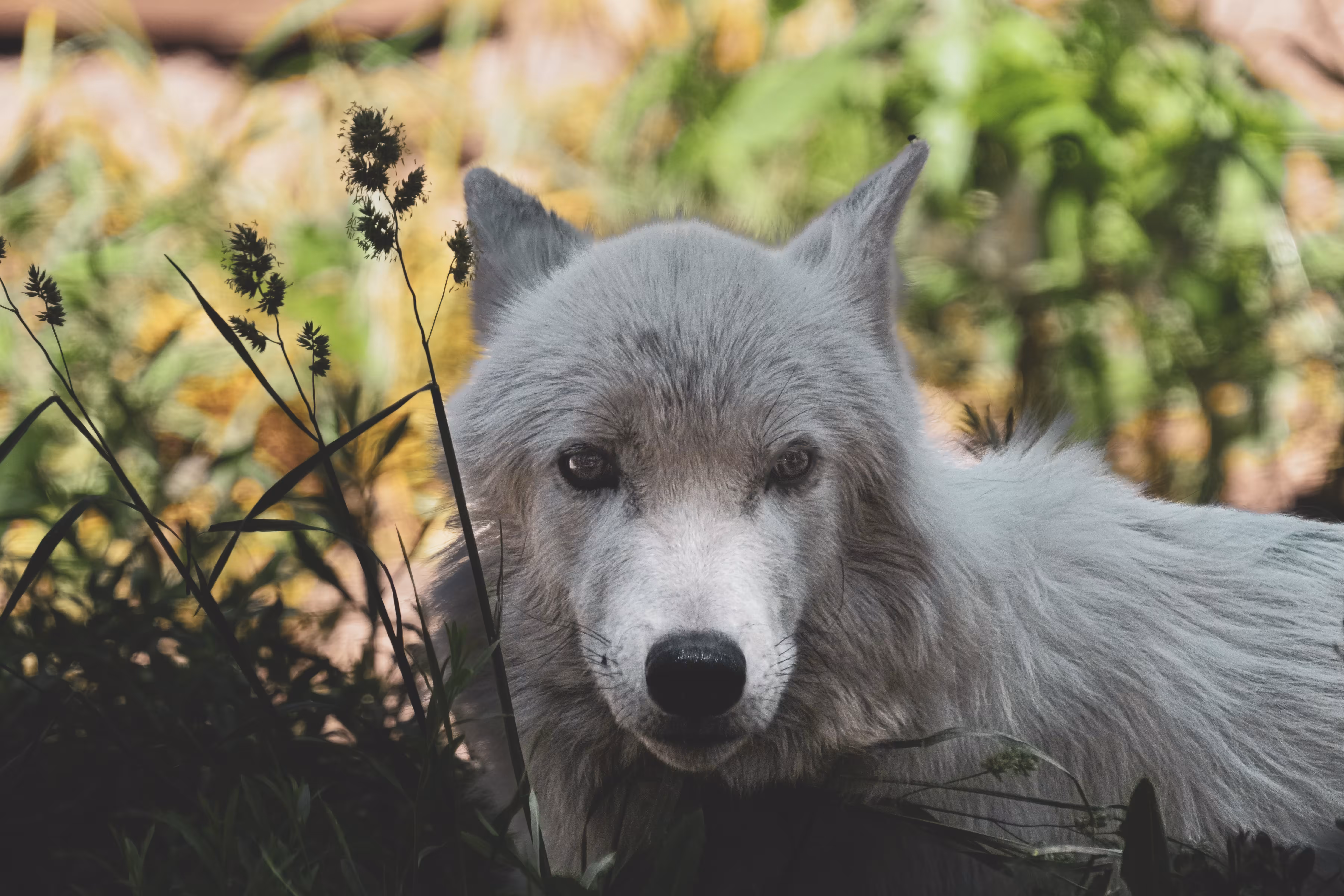 White Wolf
