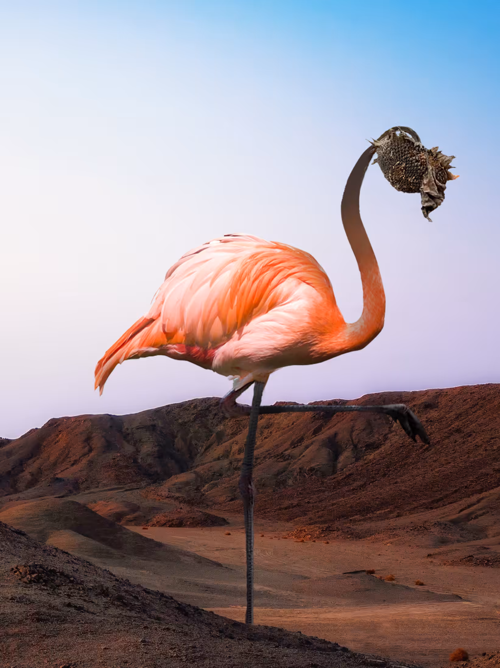 dry flamingo