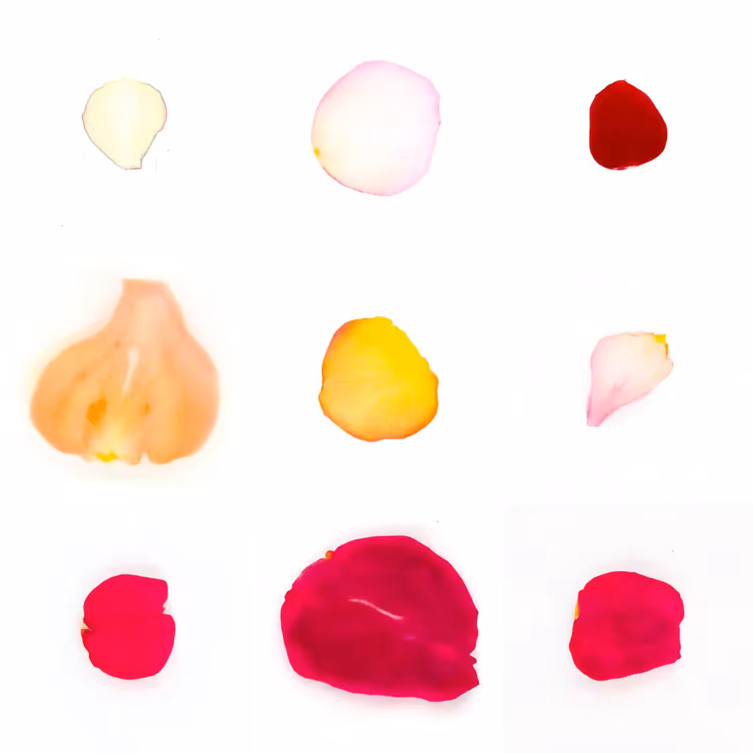 Infinite Petals 3x3#20282