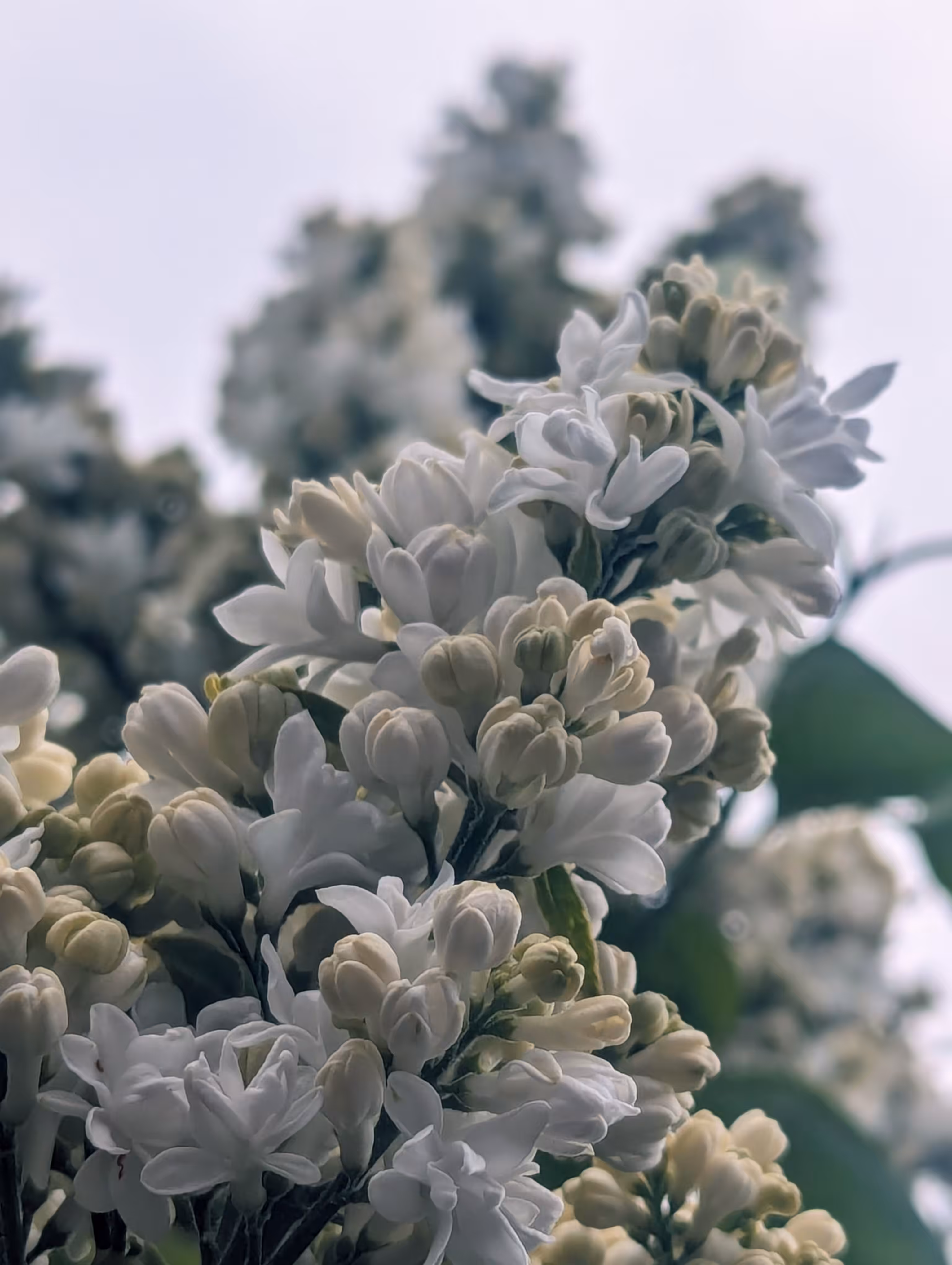 Luke_0x1 Photography : White lilac 