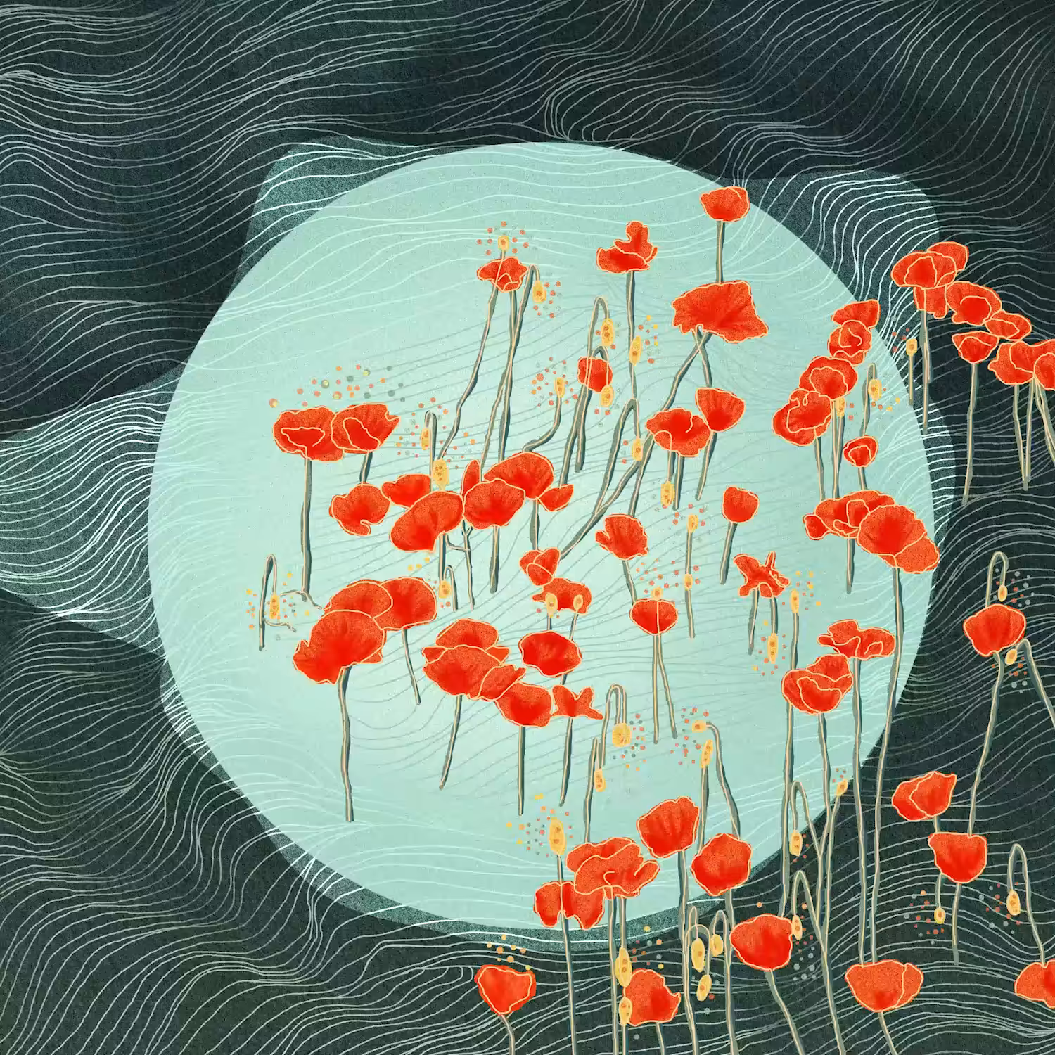 Poppies 🎵