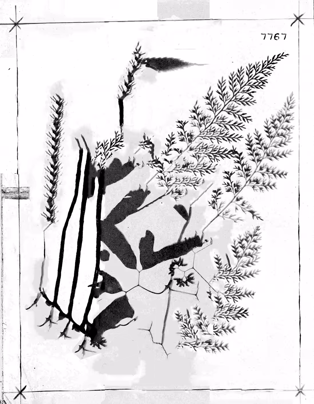 Metafern [v]