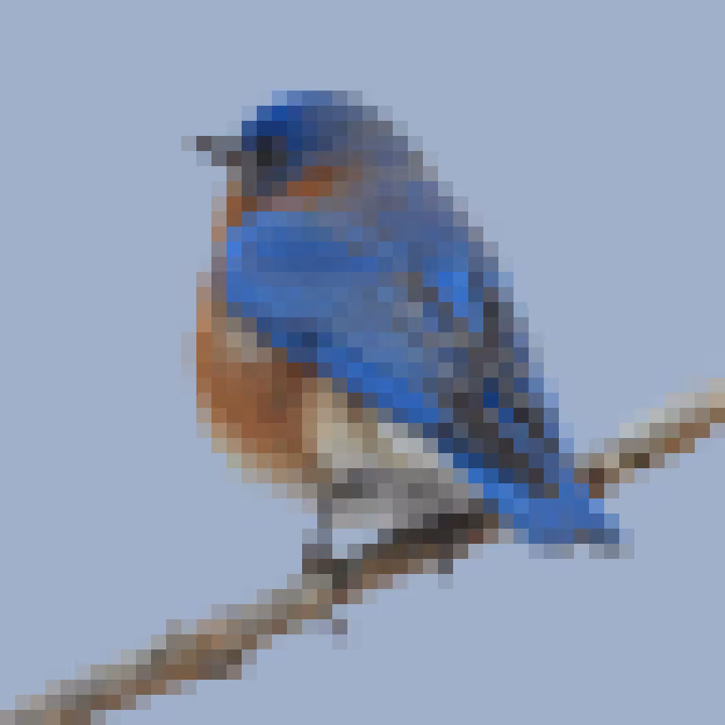 PixlBird #005