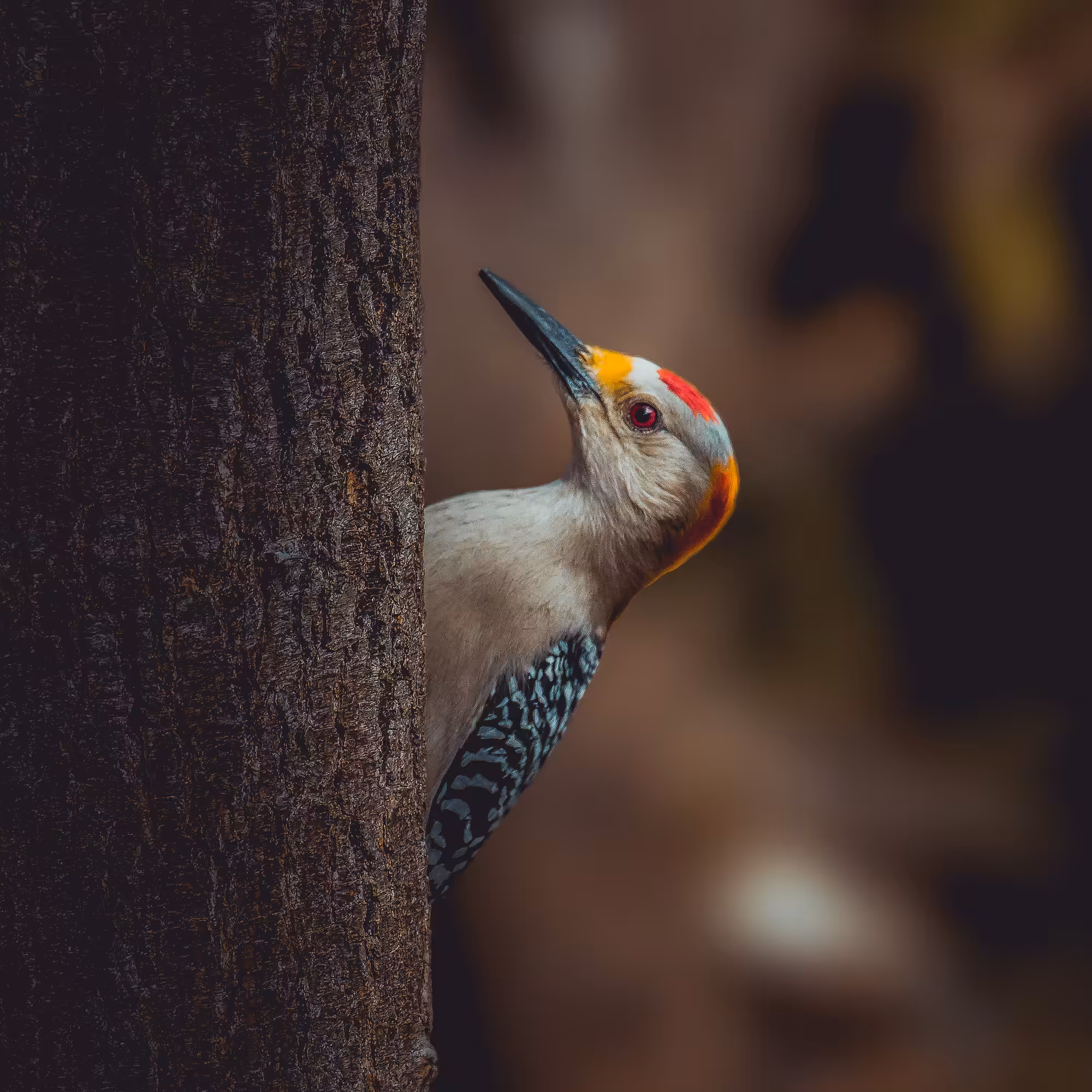 Peeking