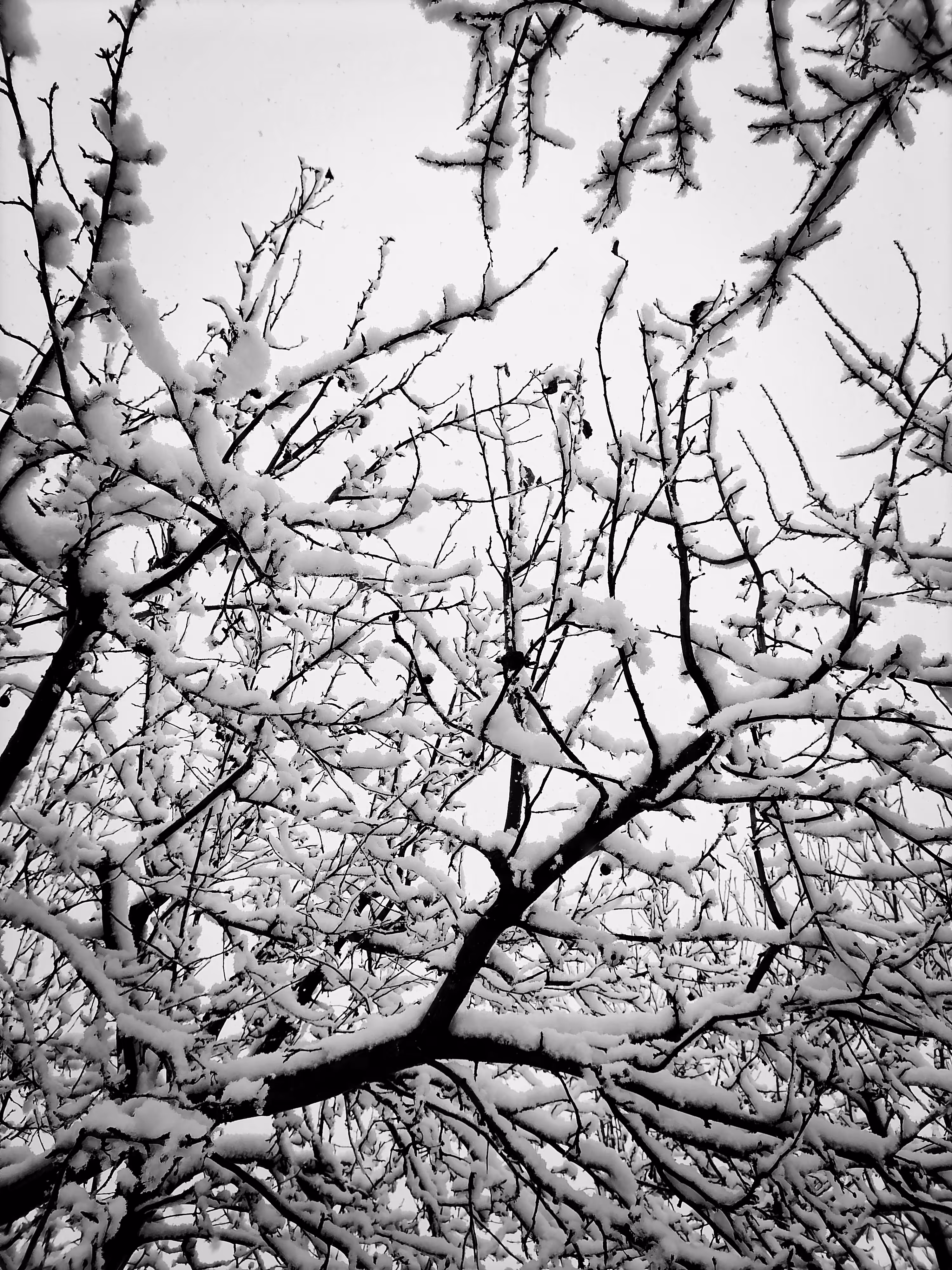 Winter Forest