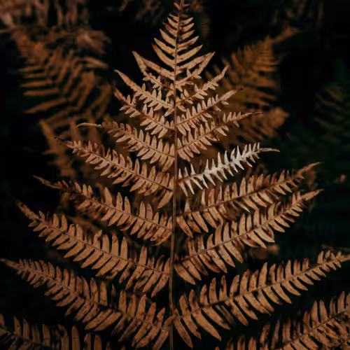 Leaf