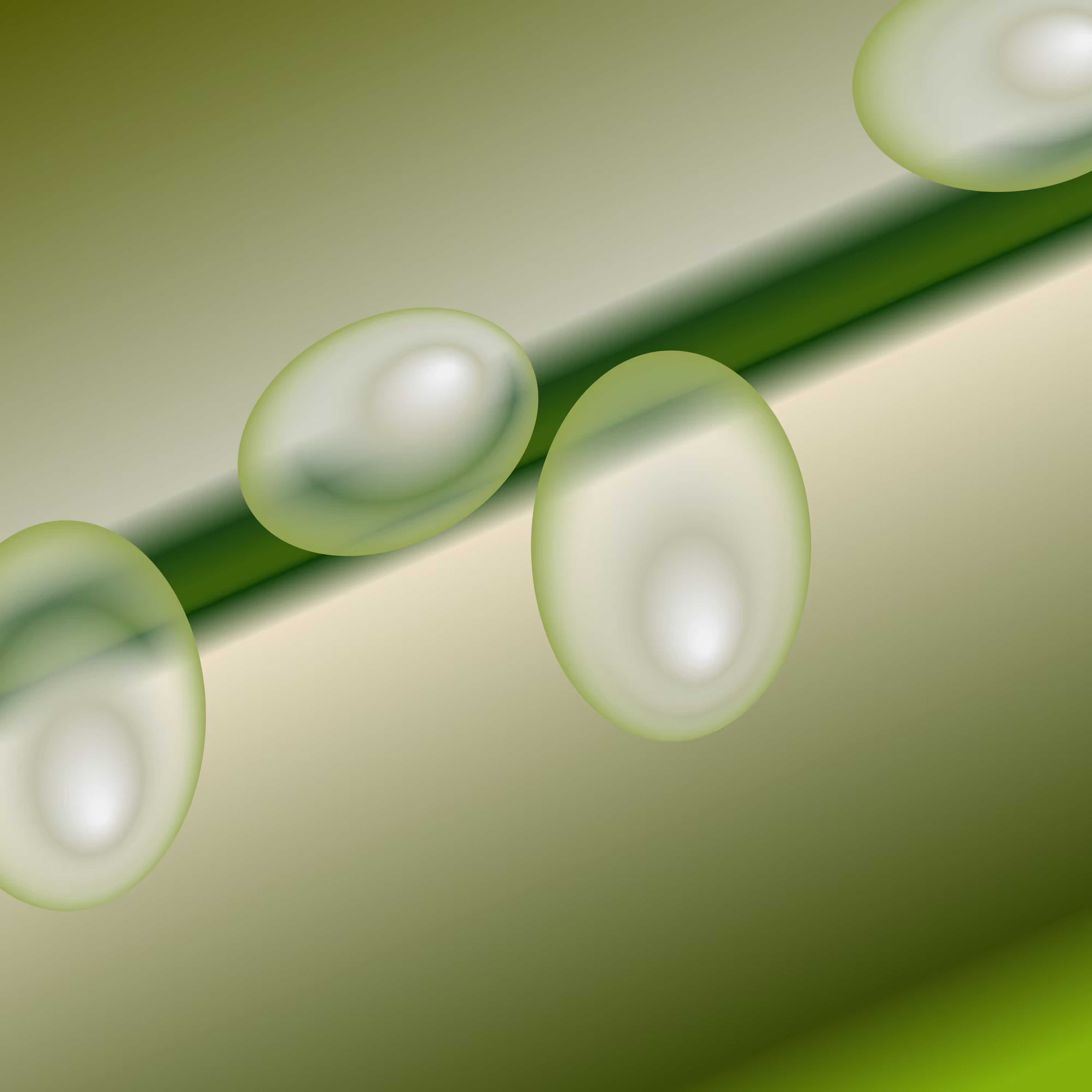 Morning dew