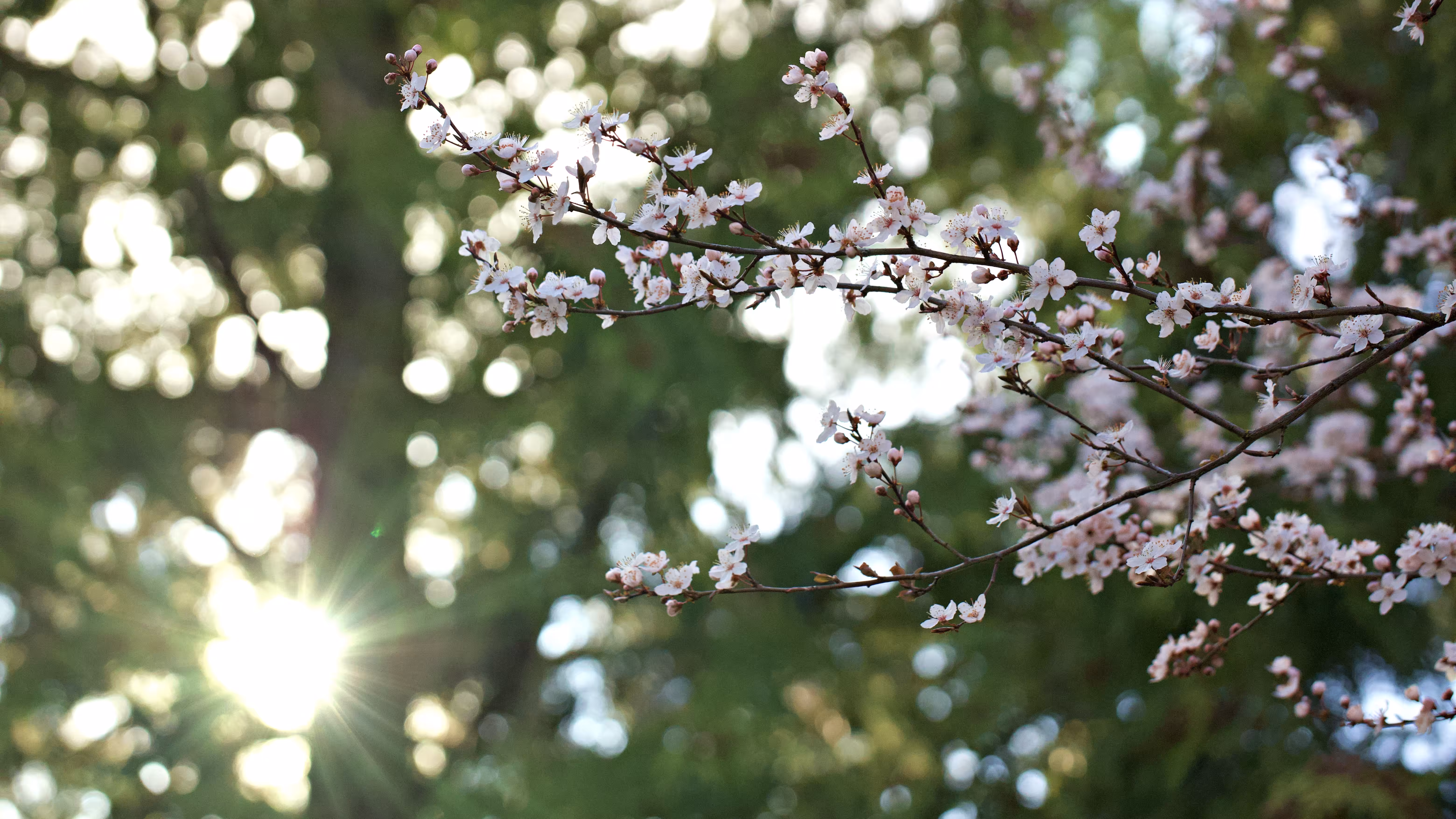 Another Spring
