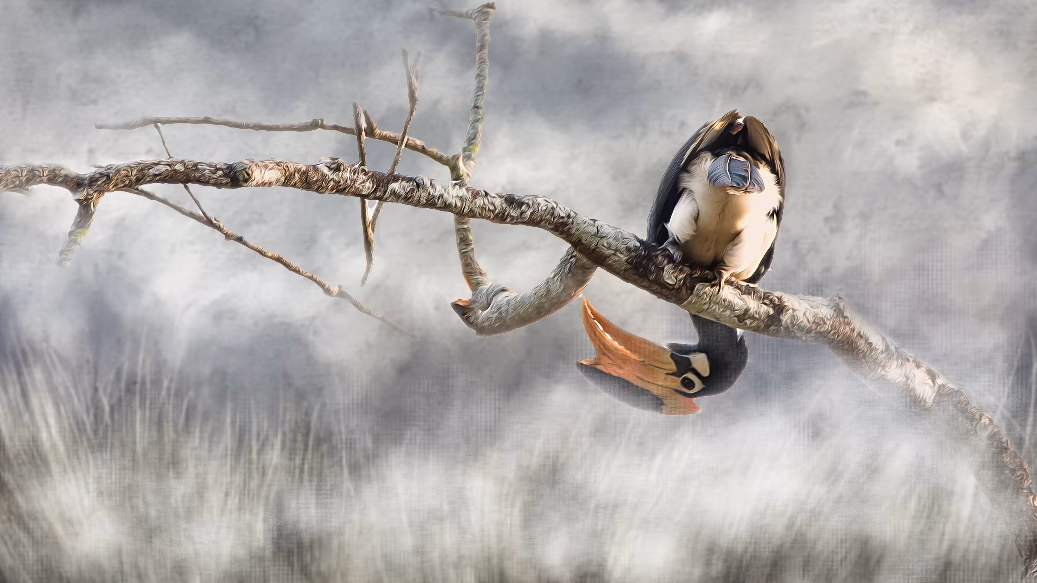#02 Indian Great Pied Hornbill
