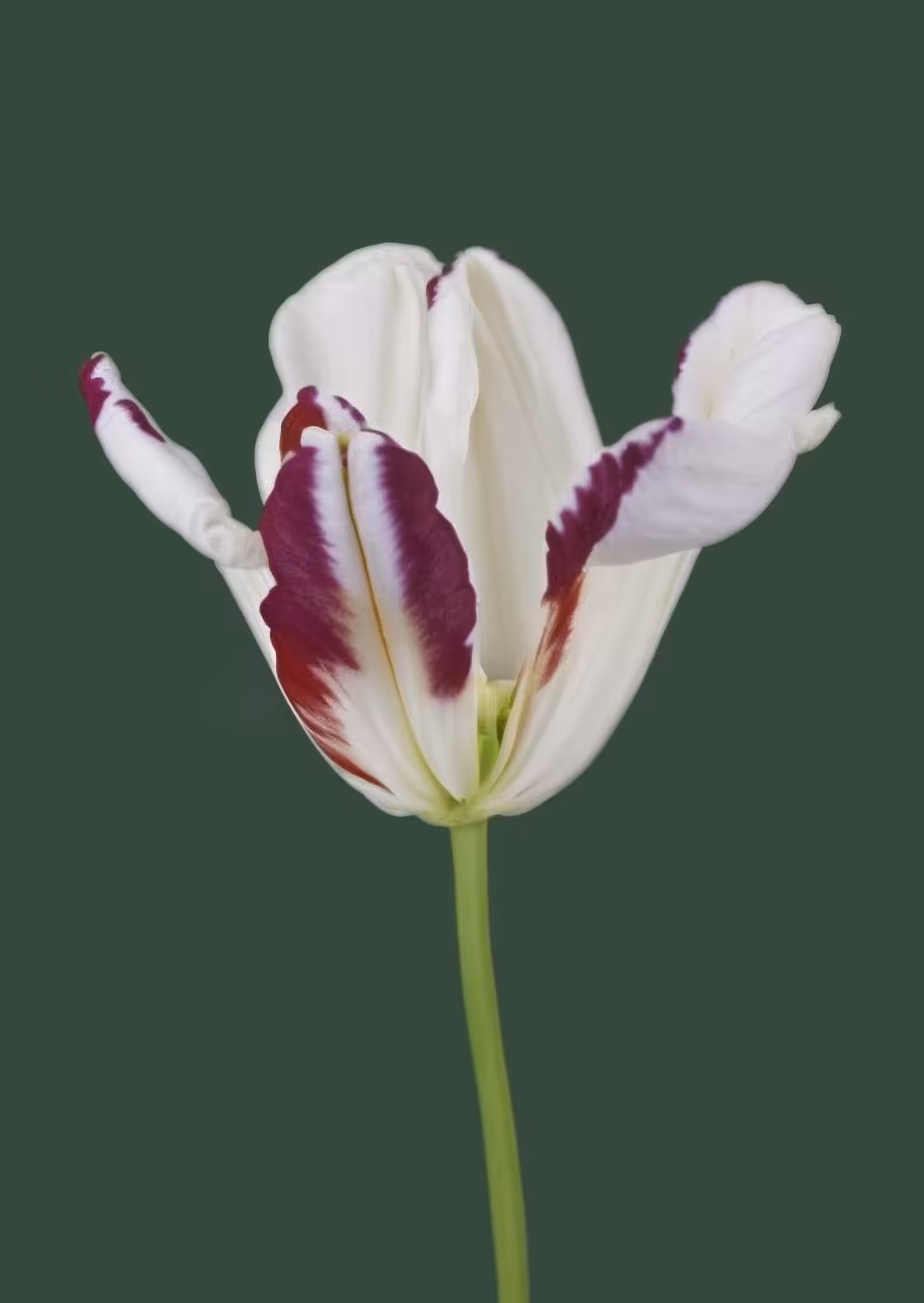 Tulip, Archival Pigment Print, 2020