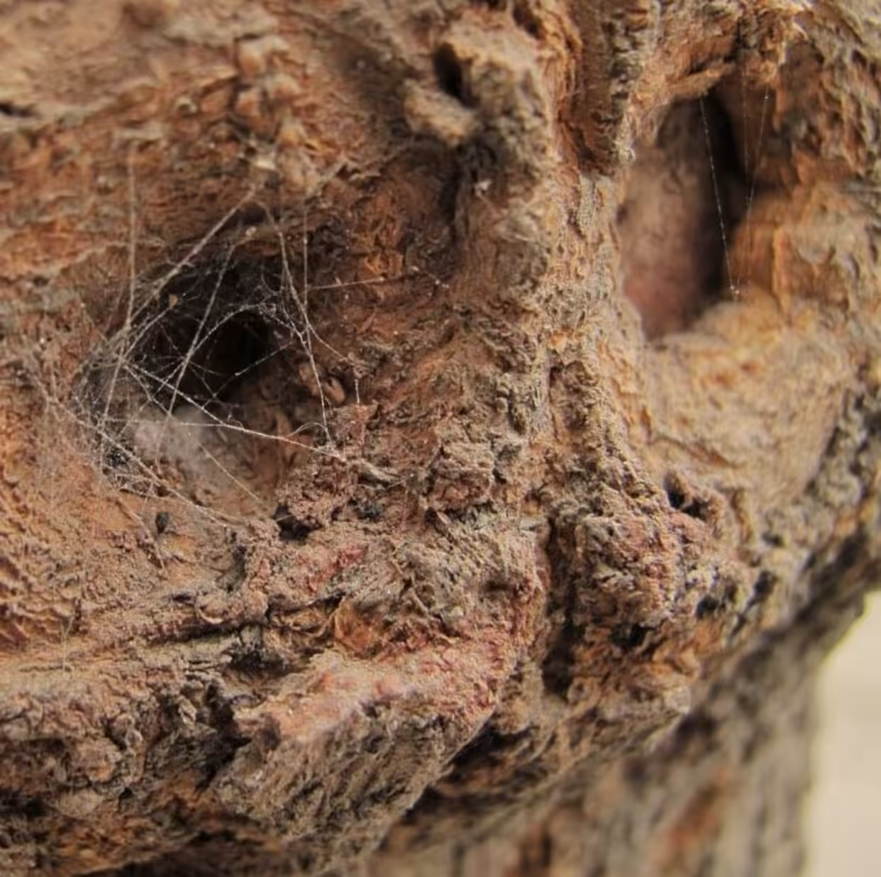photo of a tree