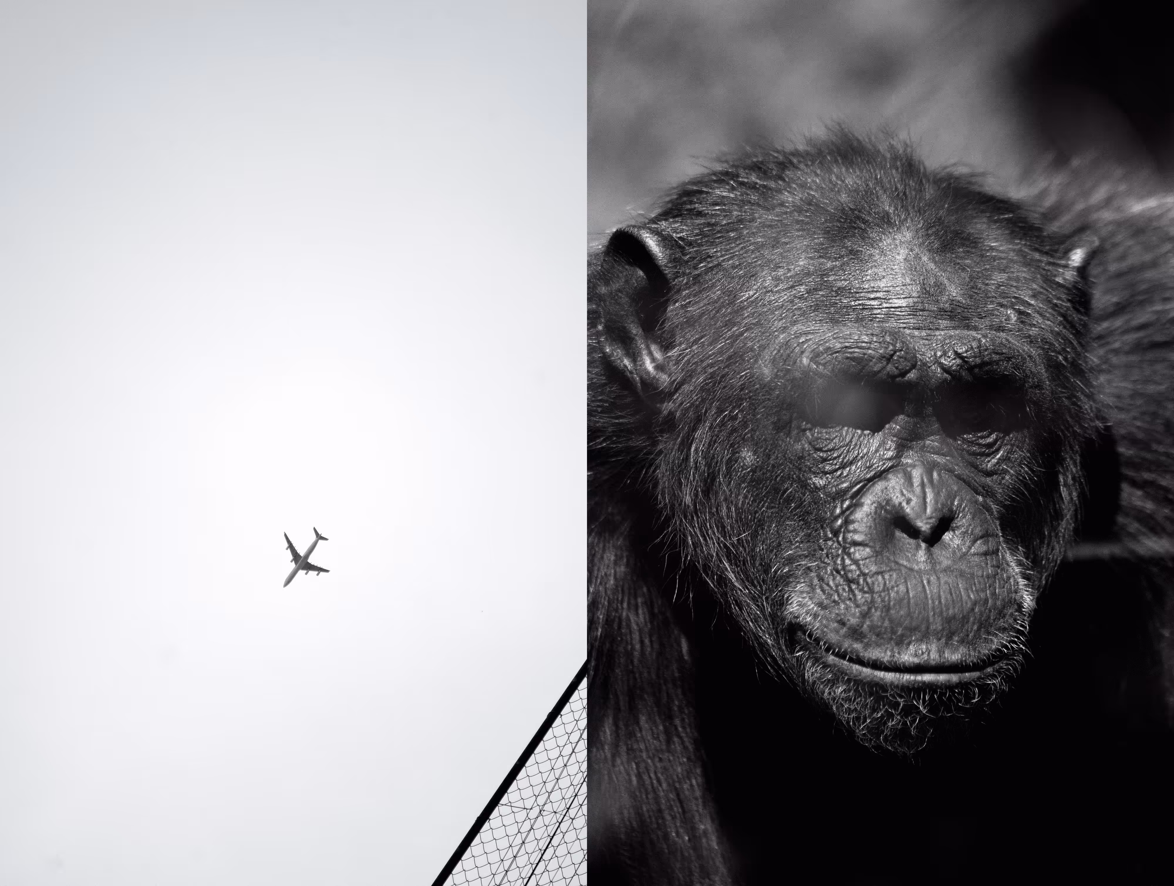 Chimp Diptic