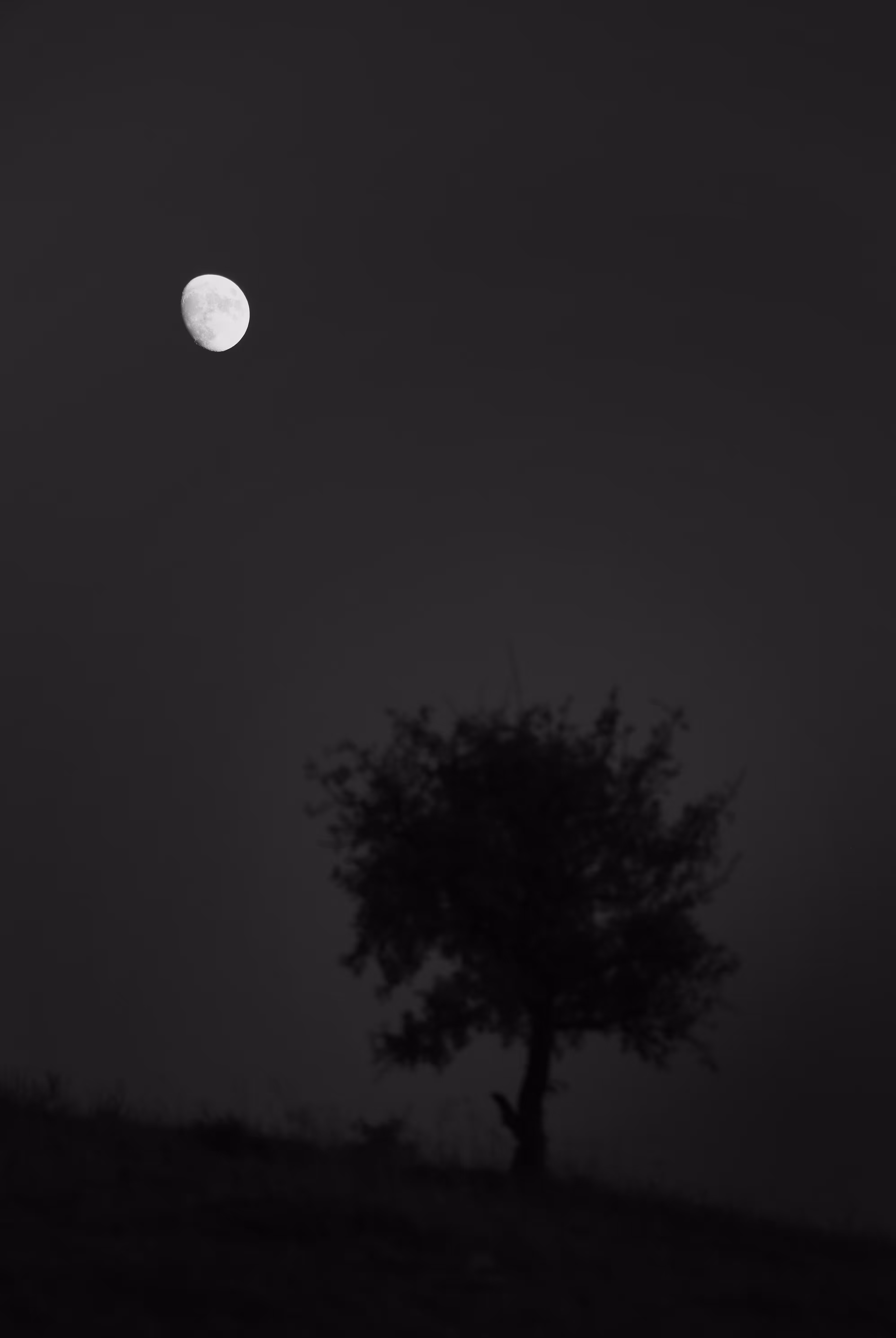 Tree and moon