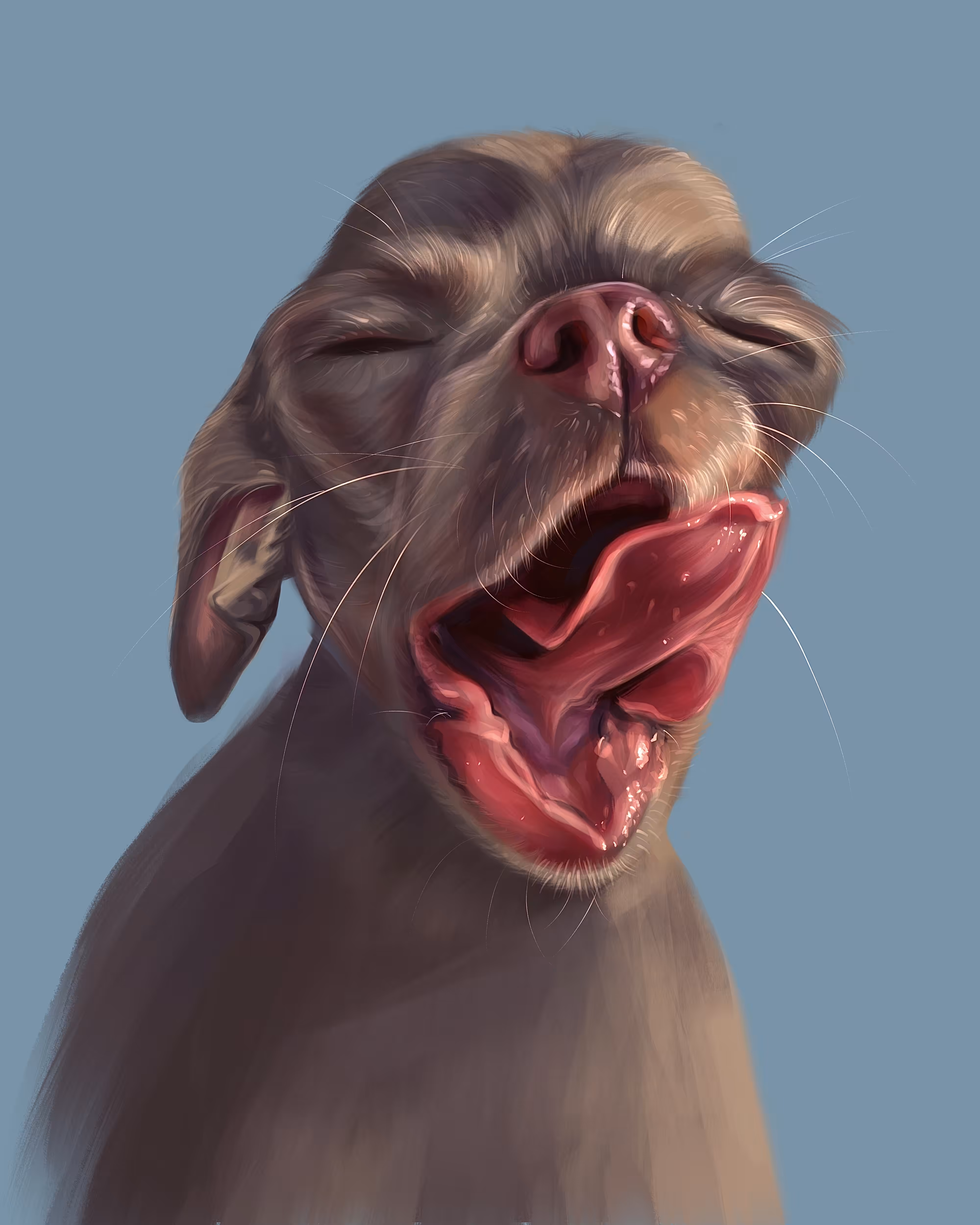 Friendly Chihuahua