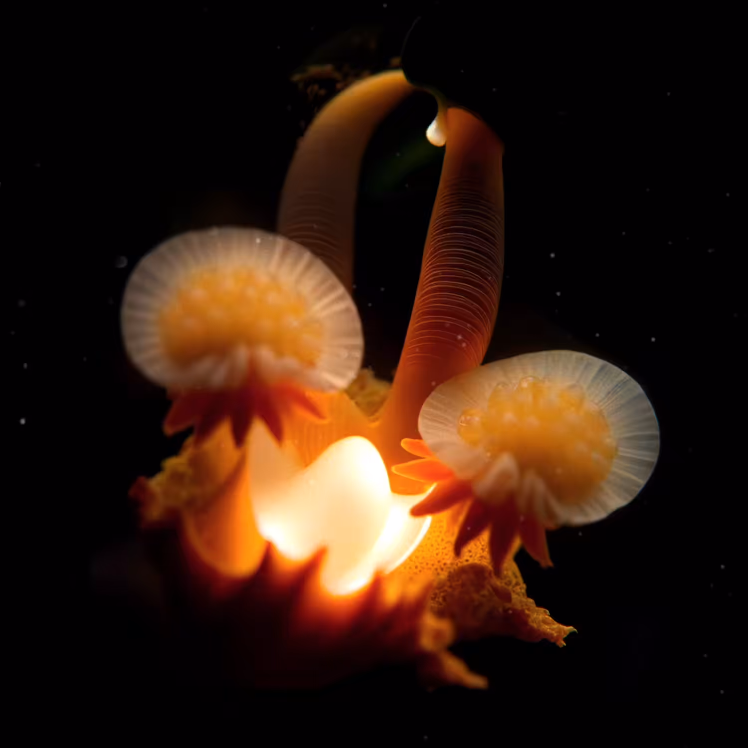The Vault of Wonders: Chapter 1 - The Abyssal Unseen: Luminis Corallus