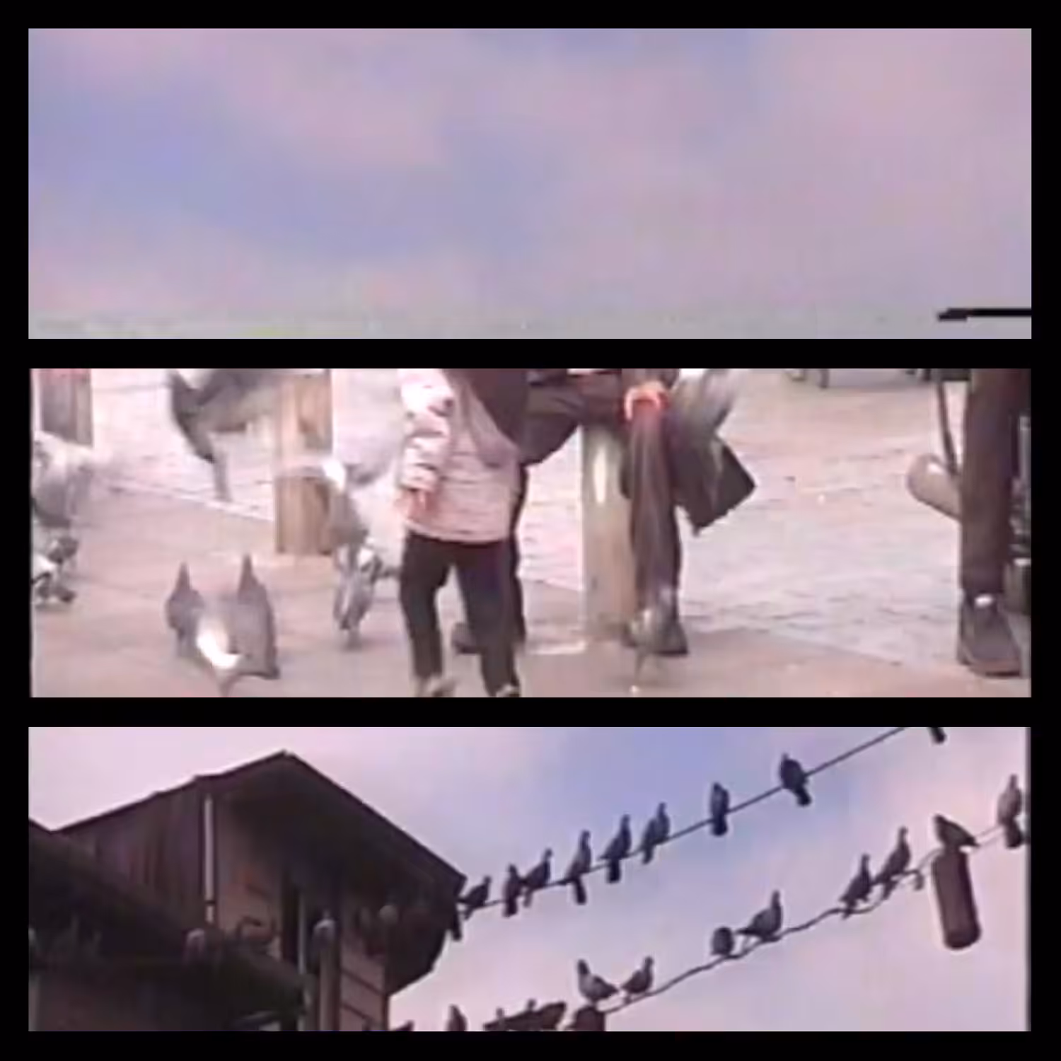 Harmony in Flight : Rasht Chronicles