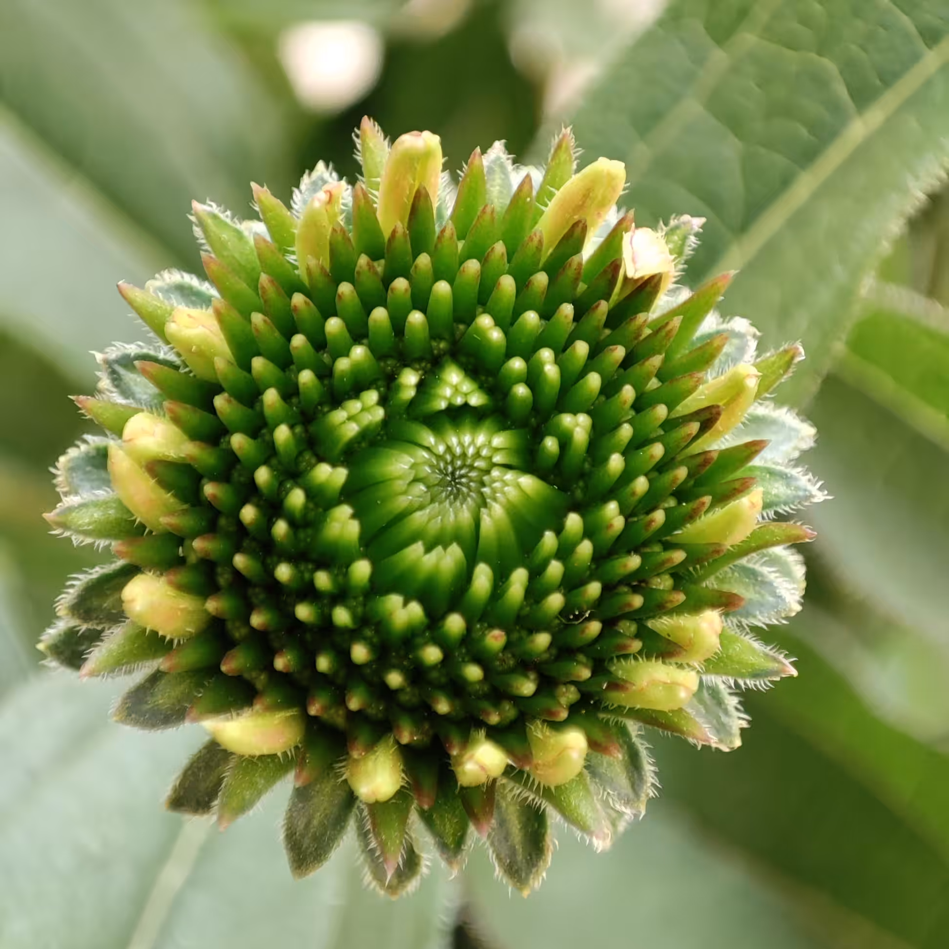 Green Flower