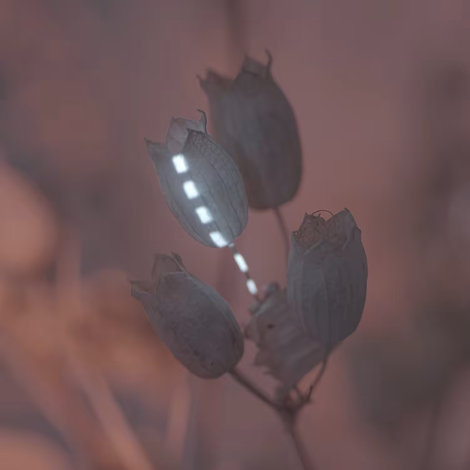 projection on plant v02