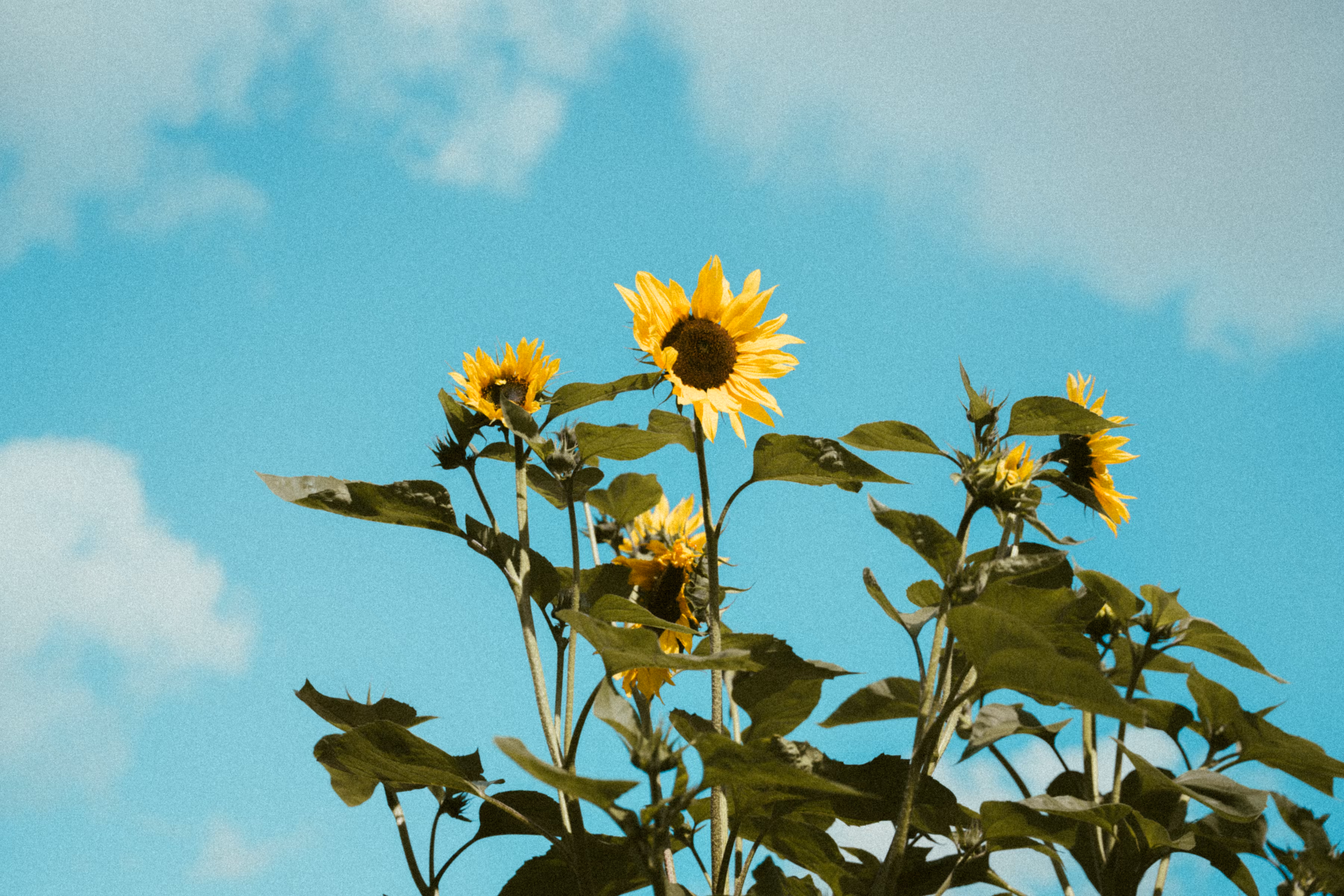 summer 