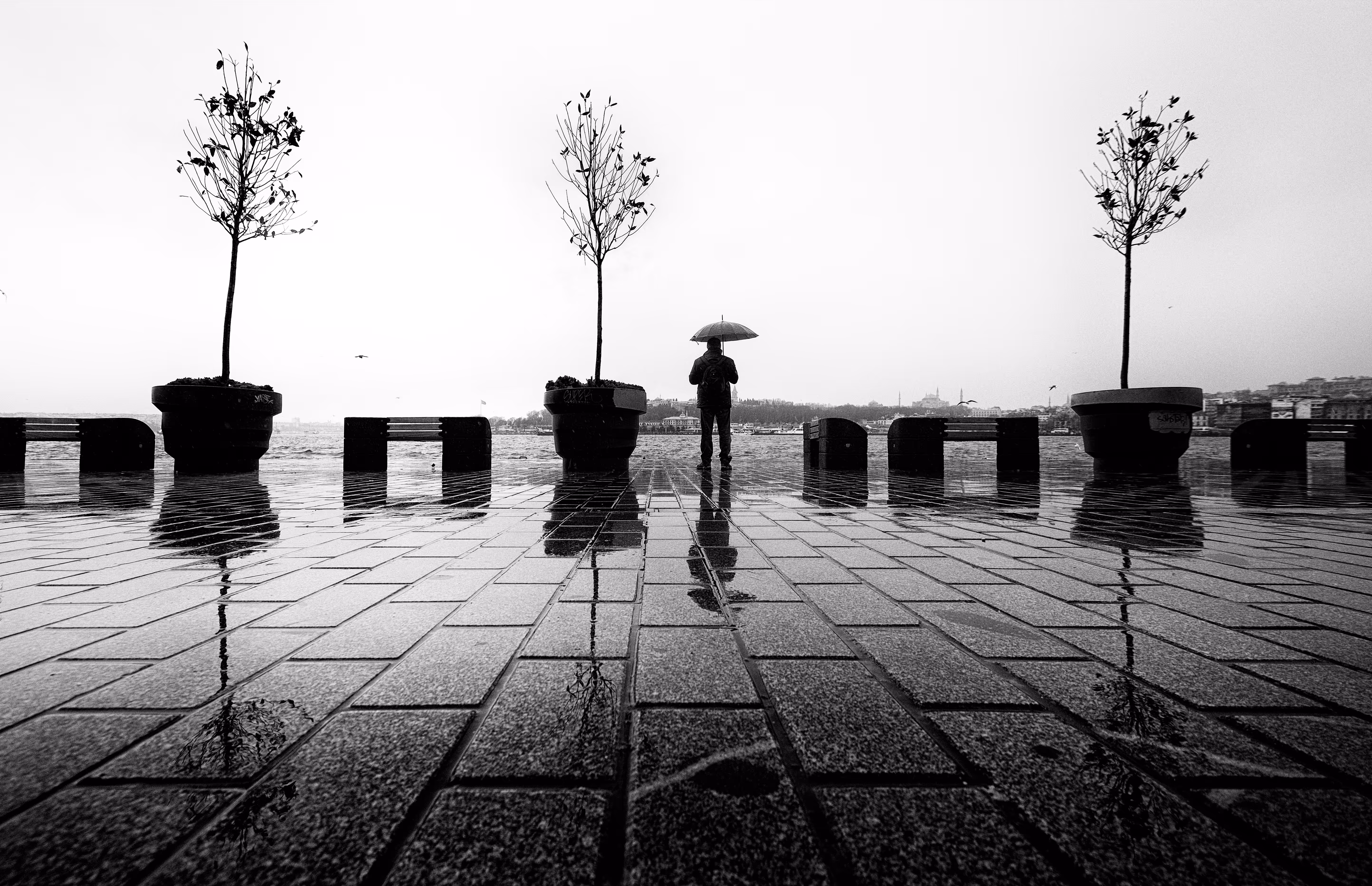 Umbrella 