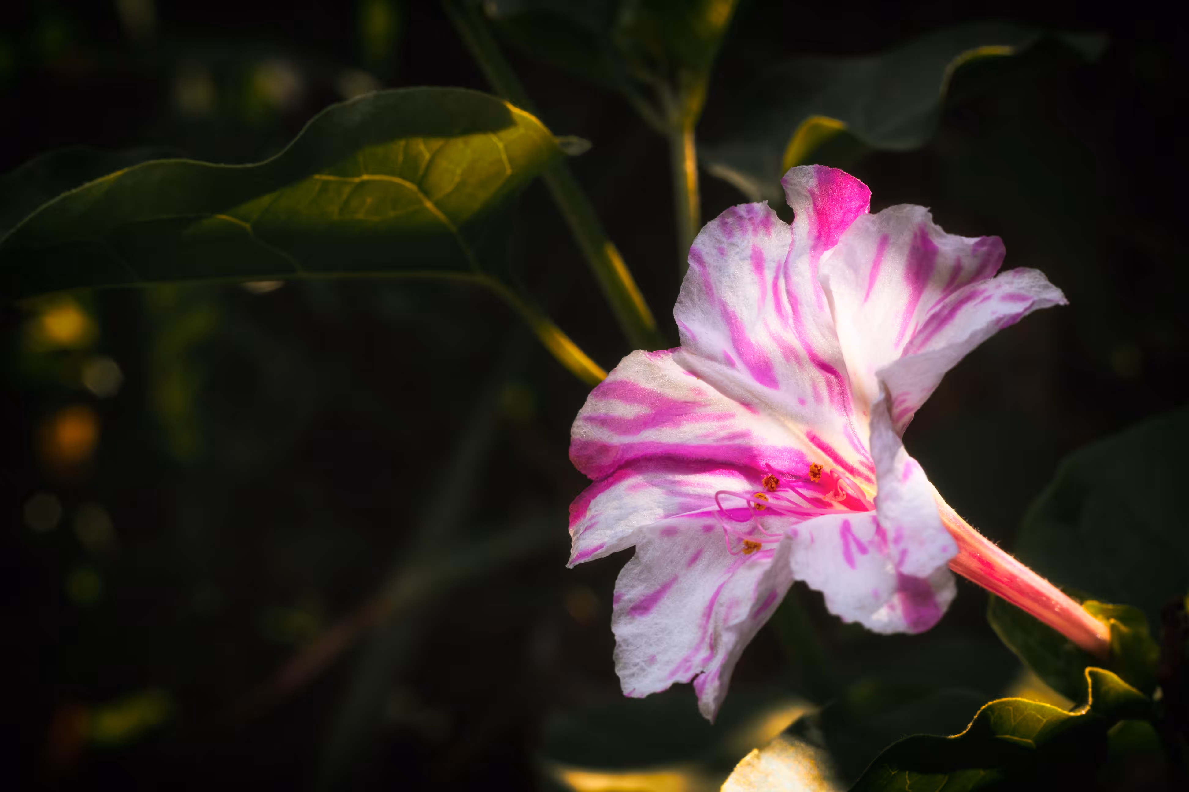 Beautiful flower at sunrise