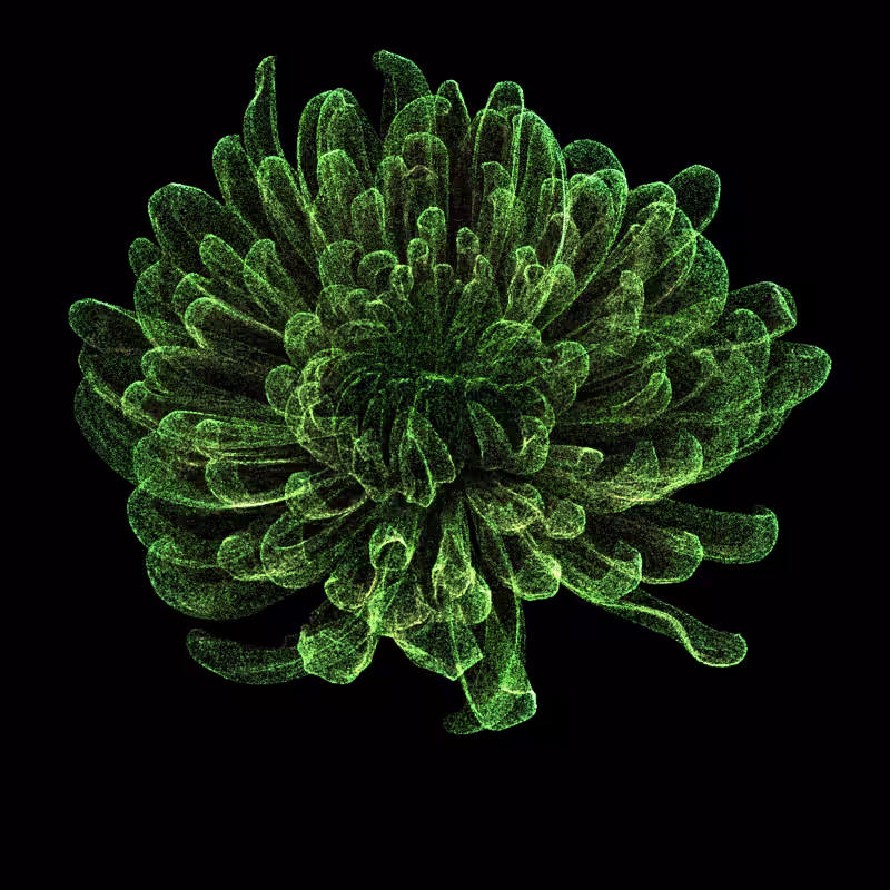 Chrysanthemum Morifolium 30 #19
