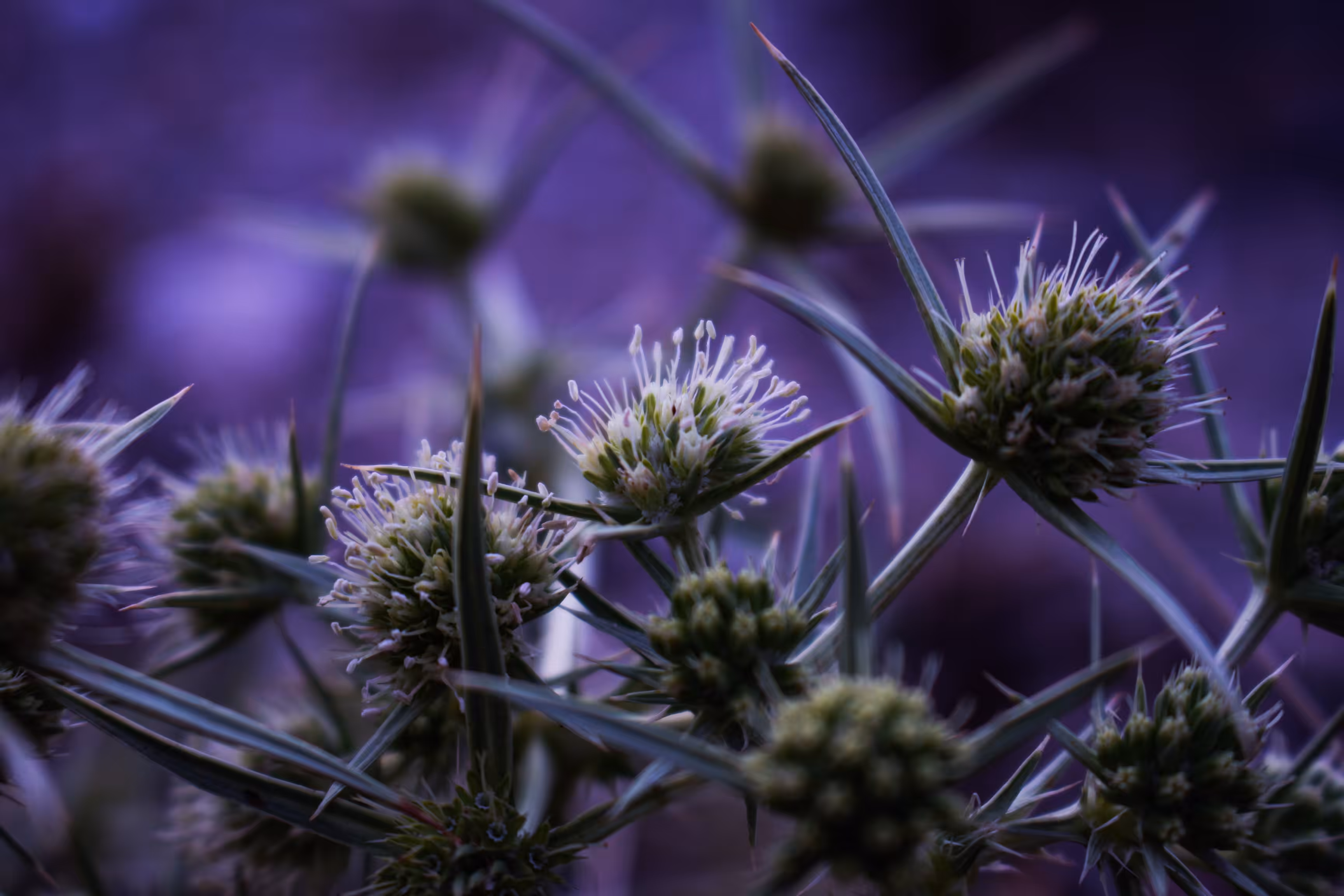 Sea Holly 