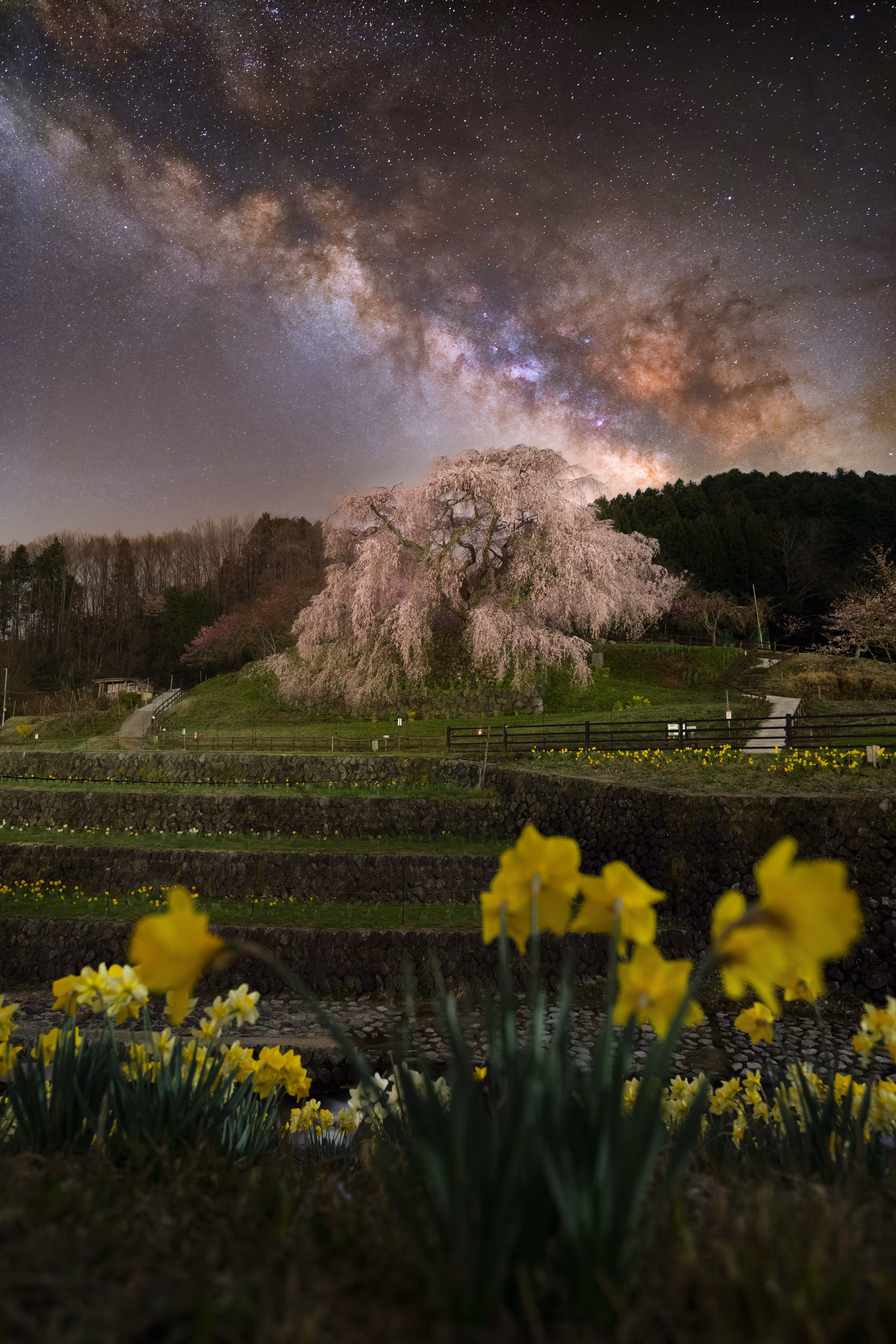 Galaxy Blossom