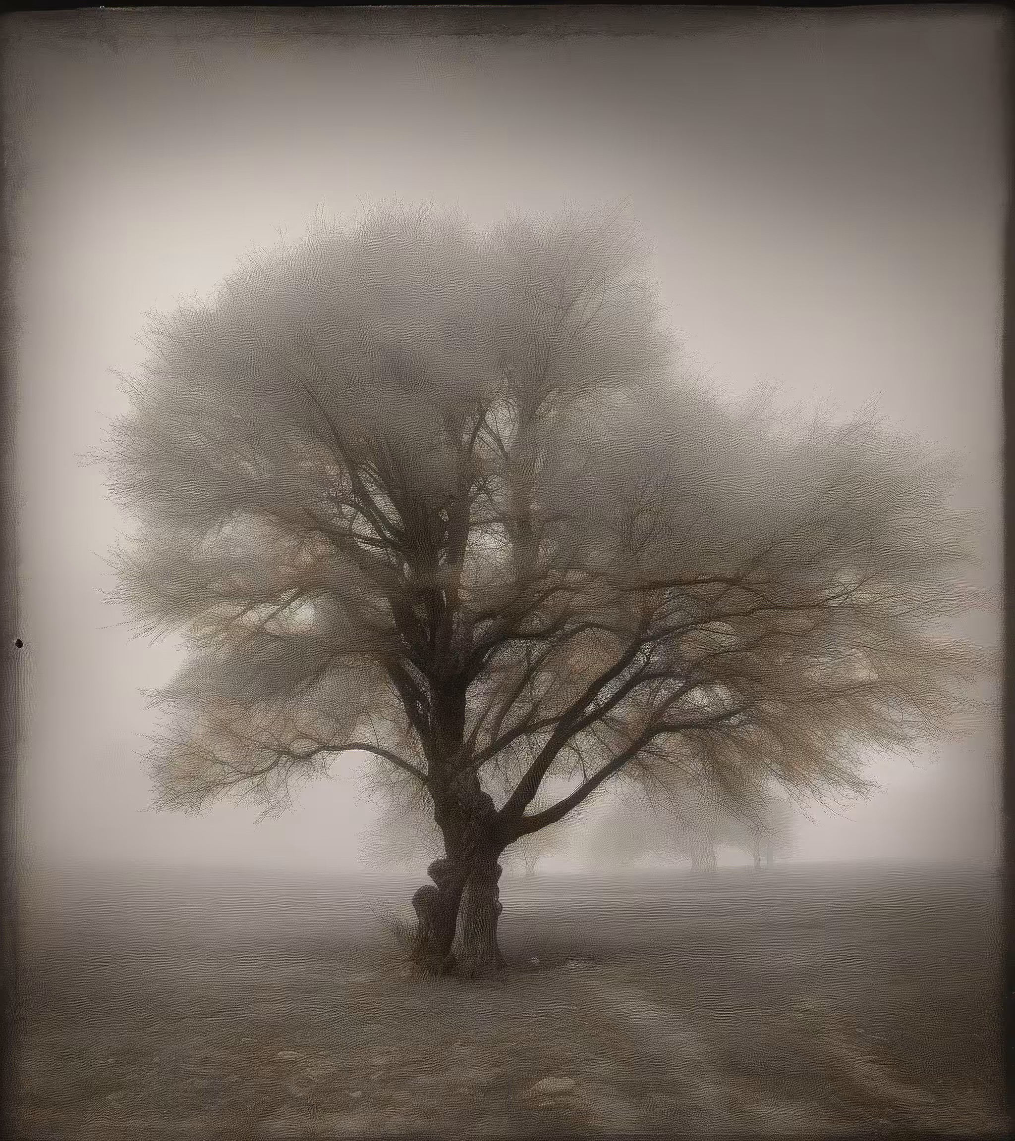 Tree Studies #8