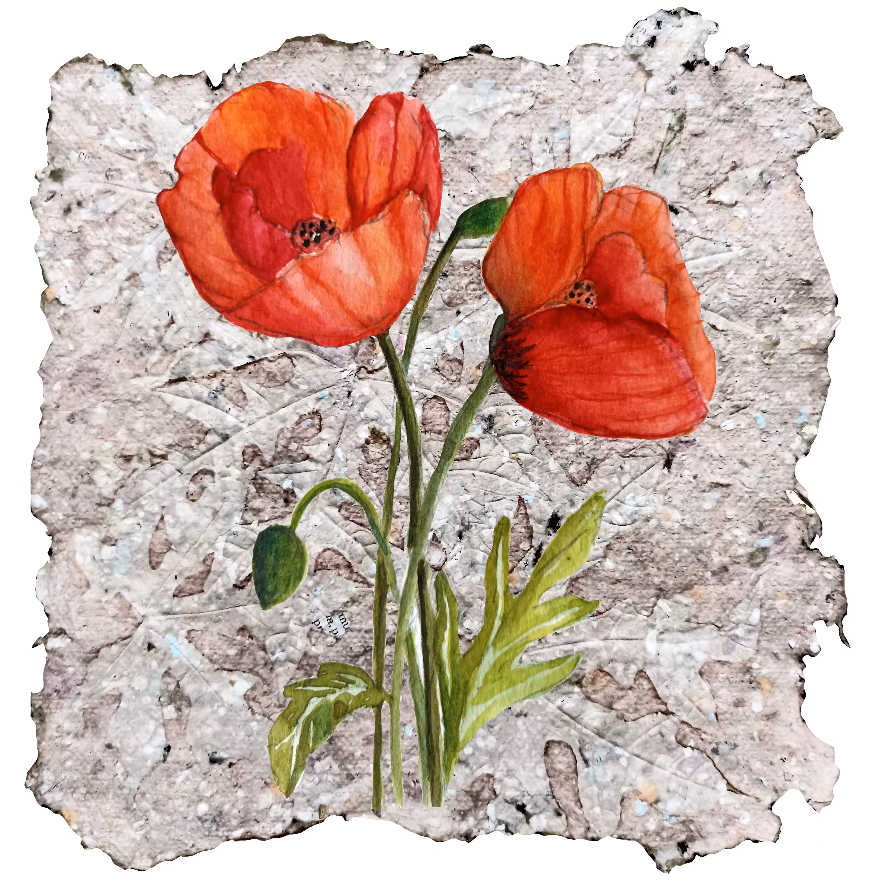 Poppy