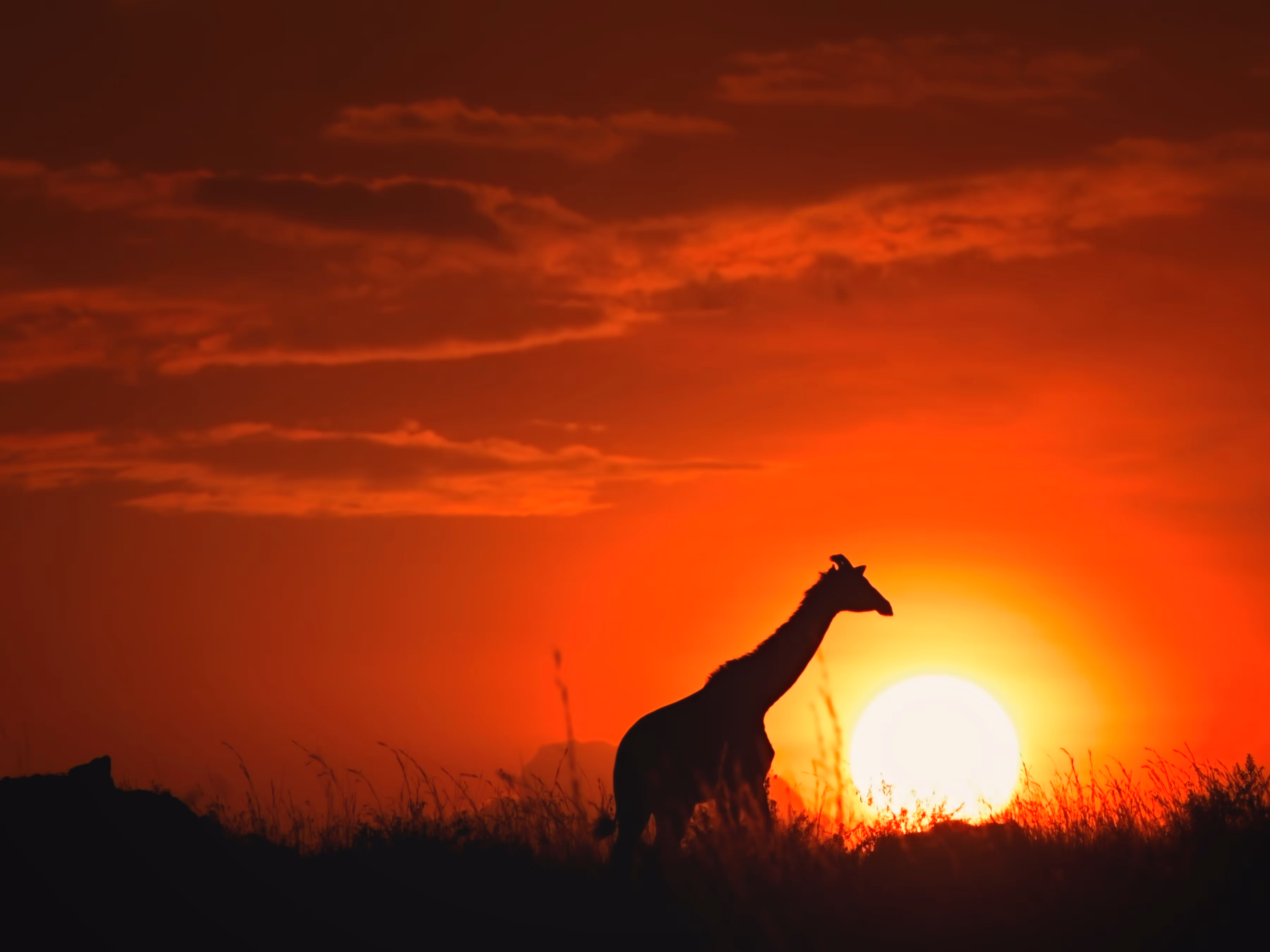 Masai Giraffe at Sunset