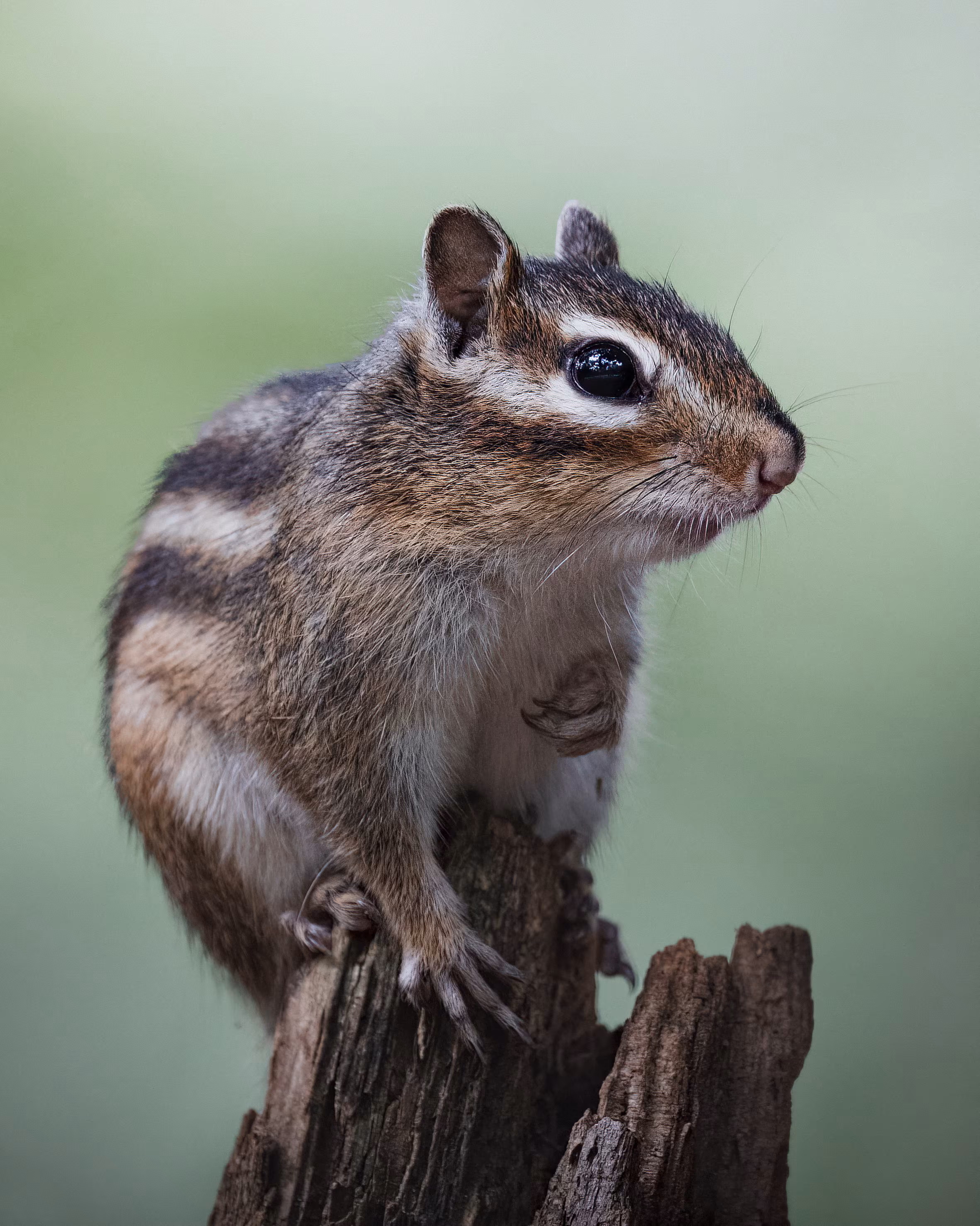The little Acrobat