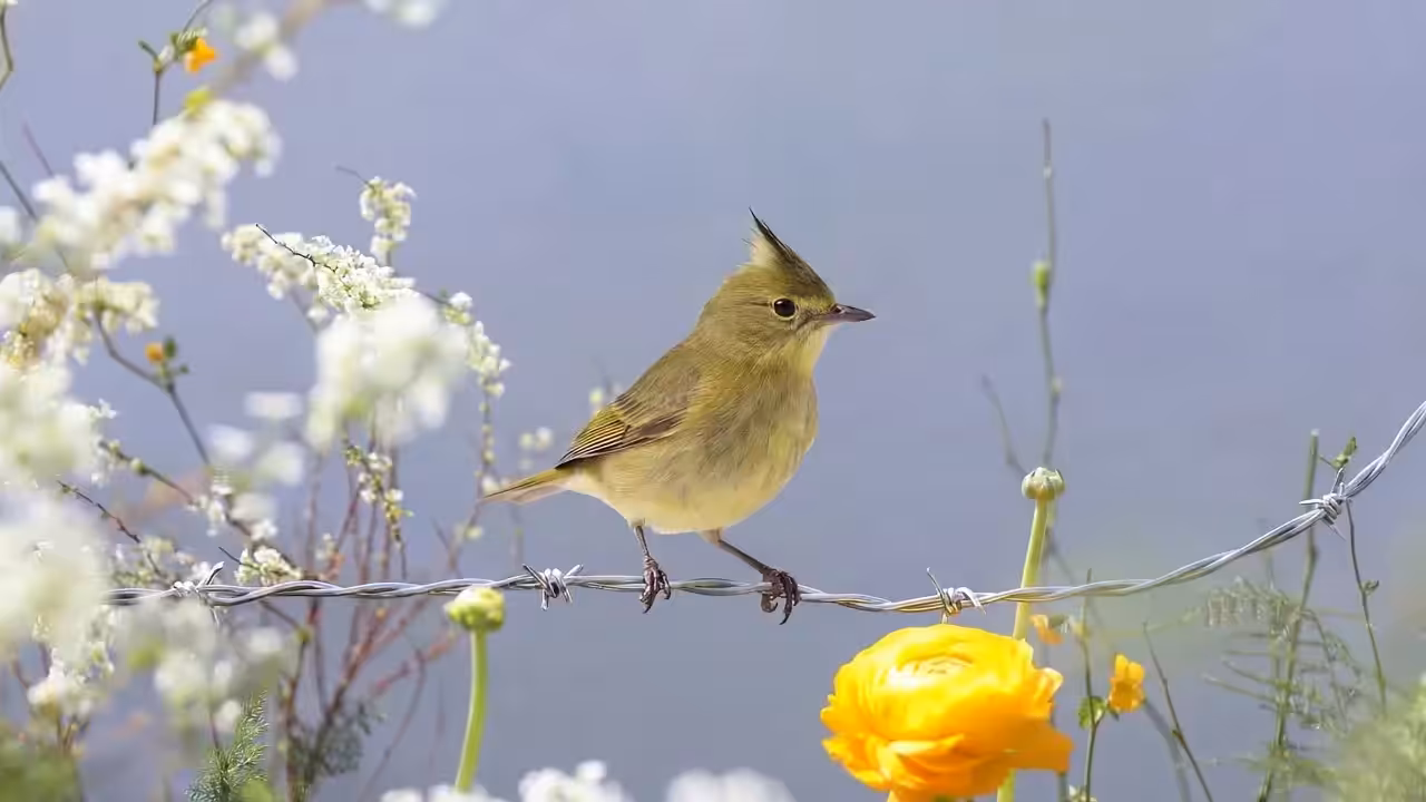 Birds Observations: Danky, Where Water Meets Sun