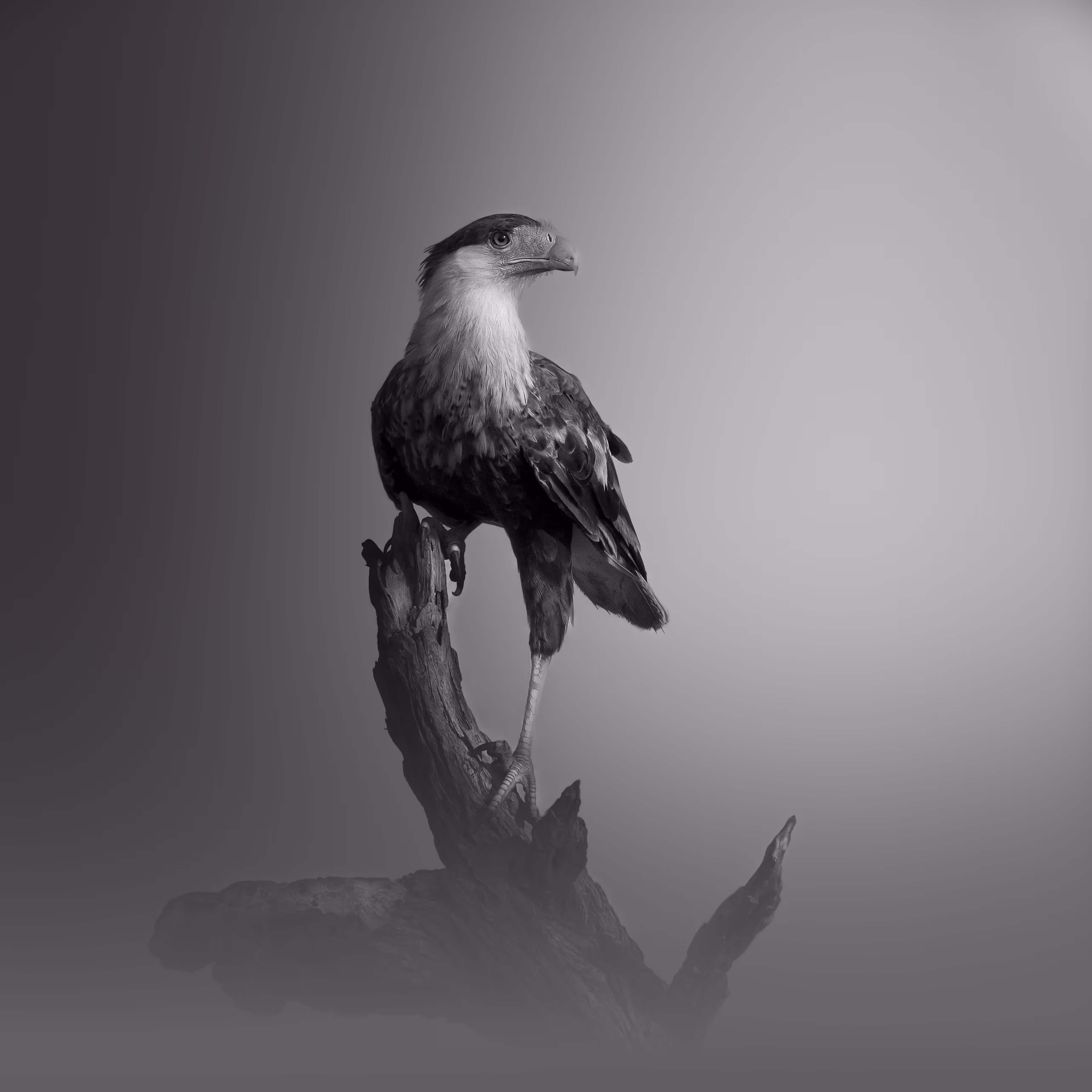 Raptor's Roost