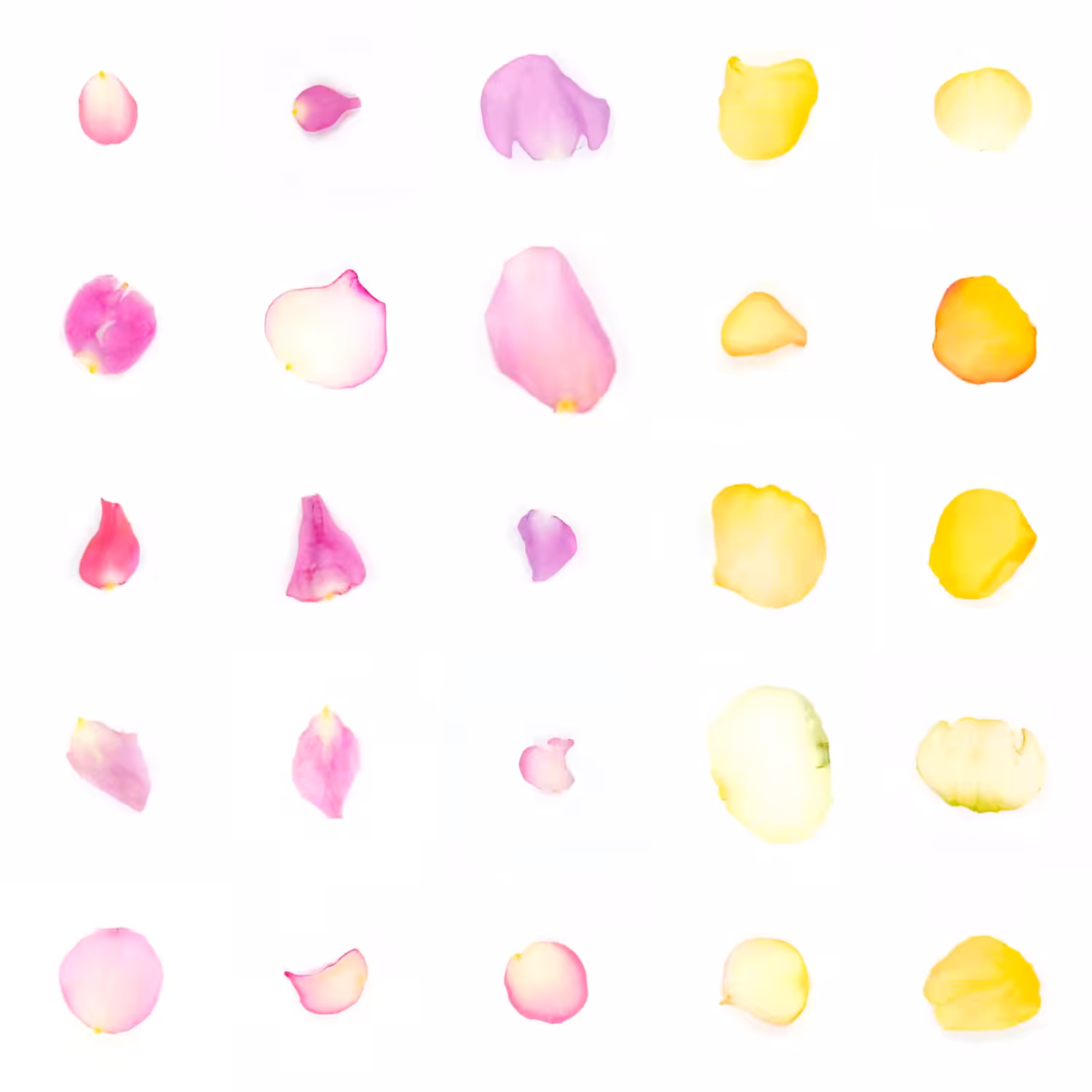 Infinite Petals 5x5#20510
