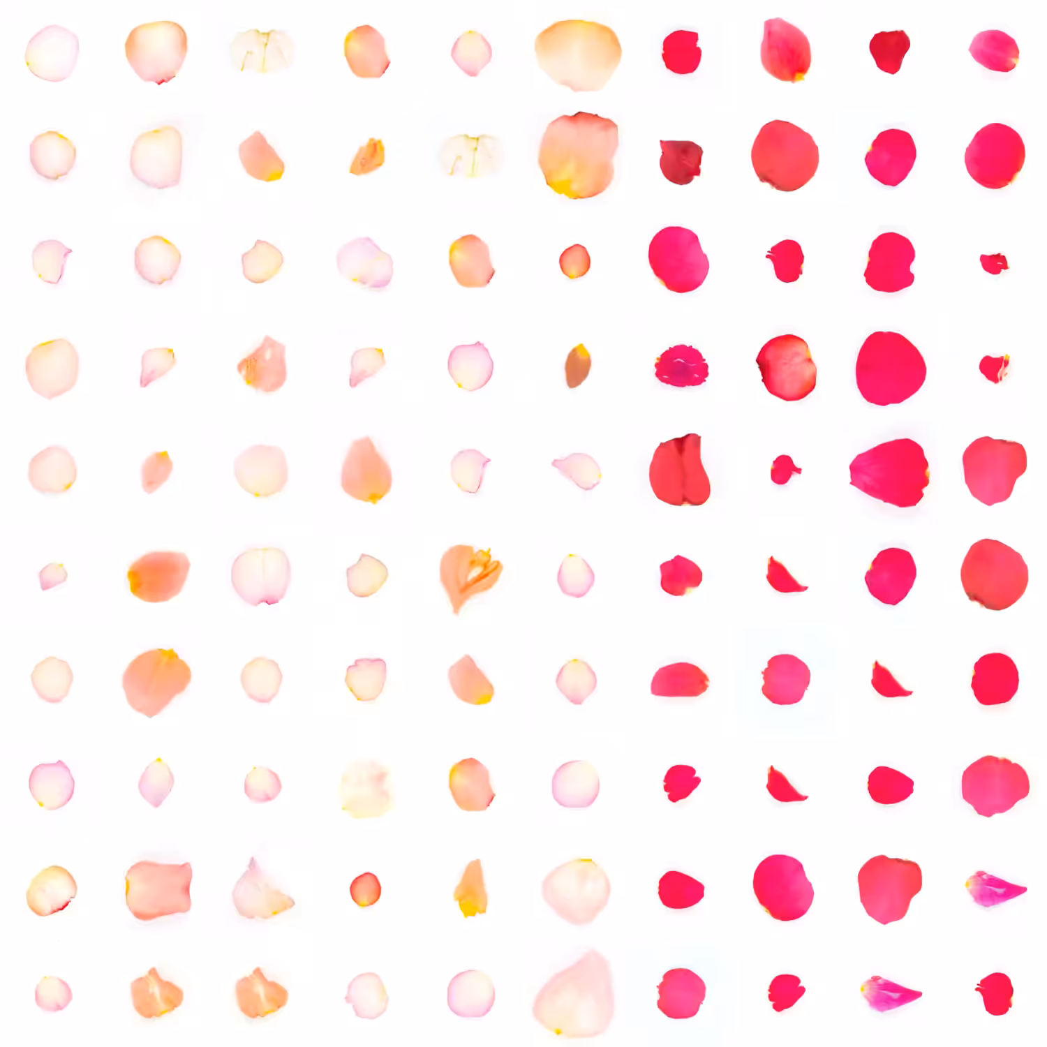 Infinite Petals 10x10#10217