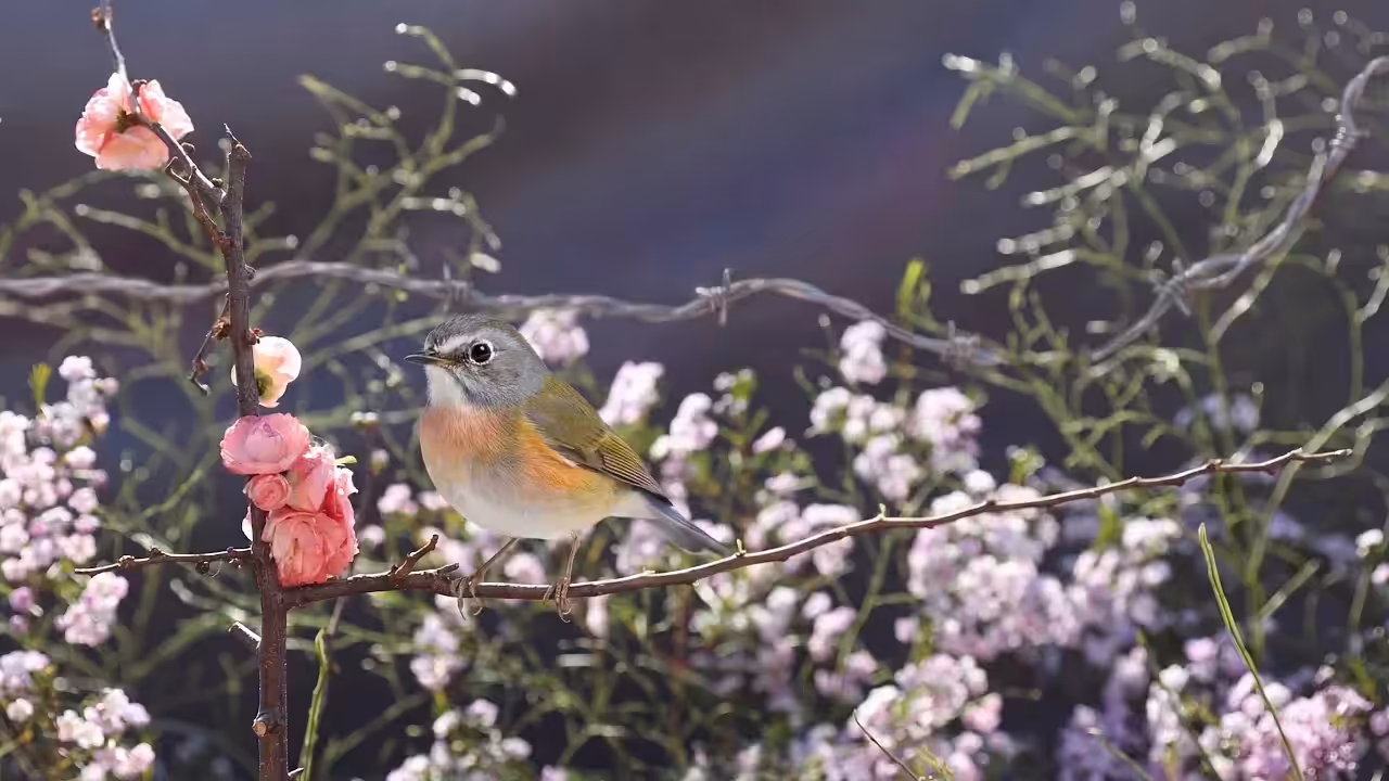 Birds Observations: Bella Avis, The Last Light