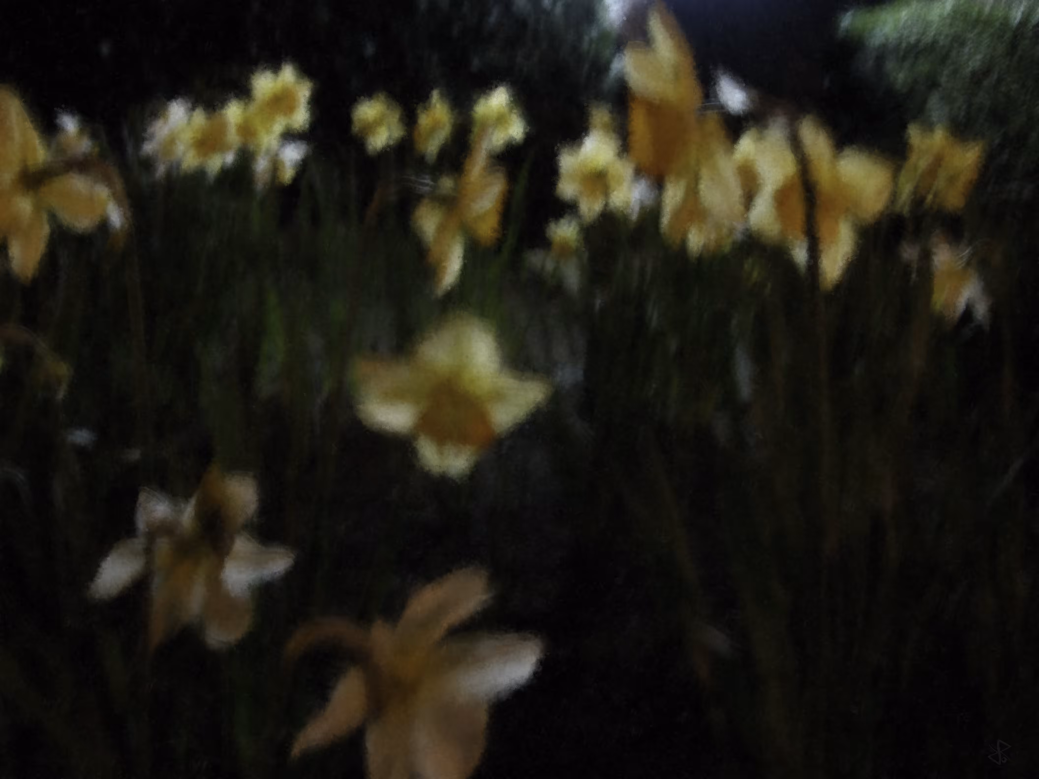 Night field