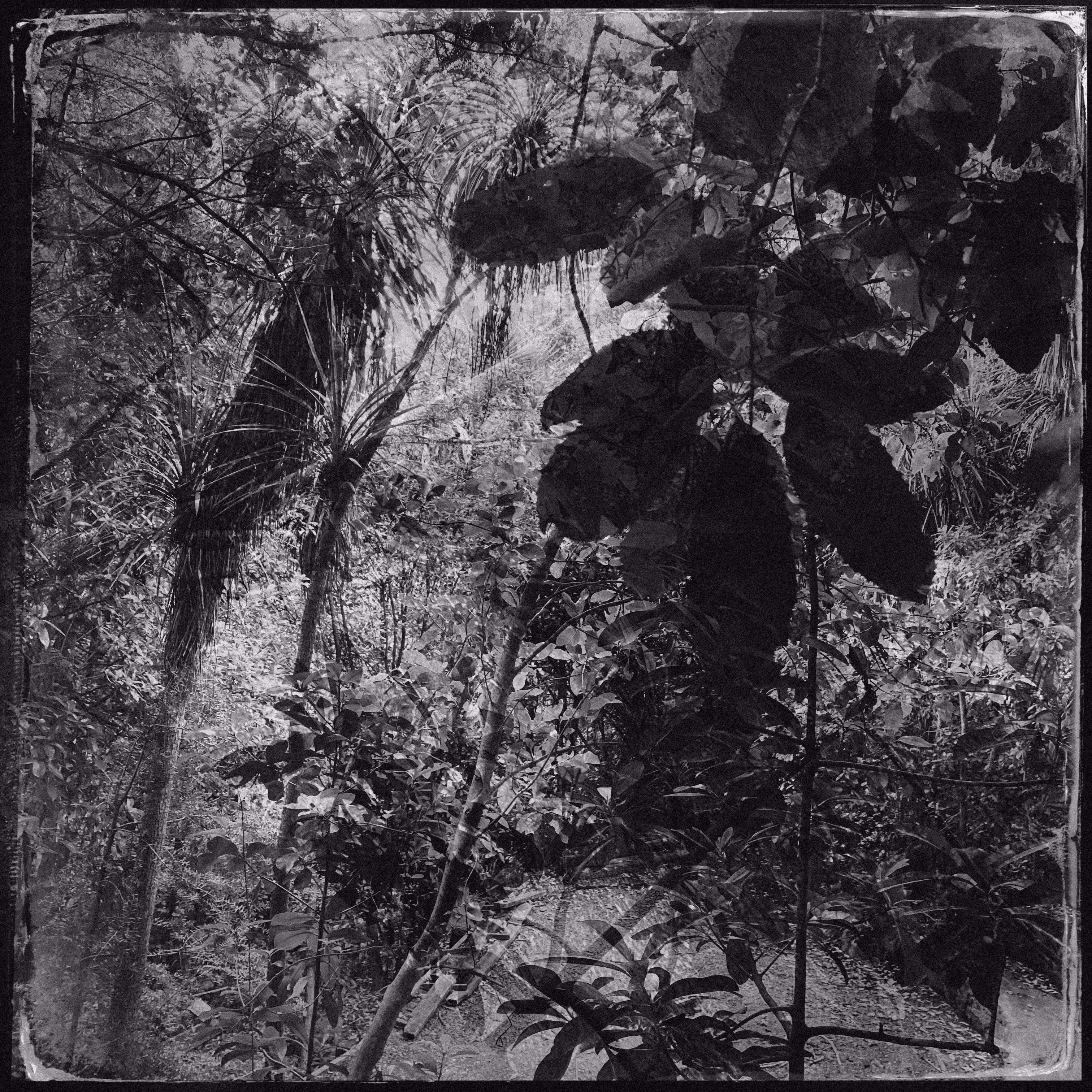 Forest Canopy