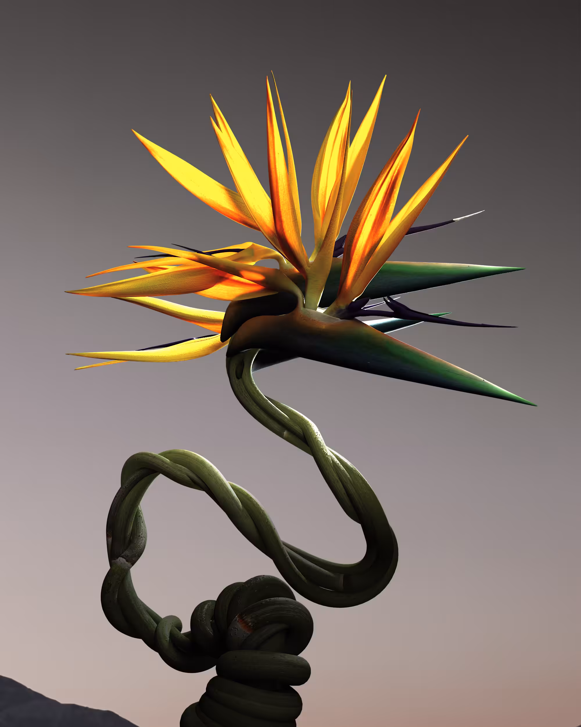 Strelitzia Vocatio