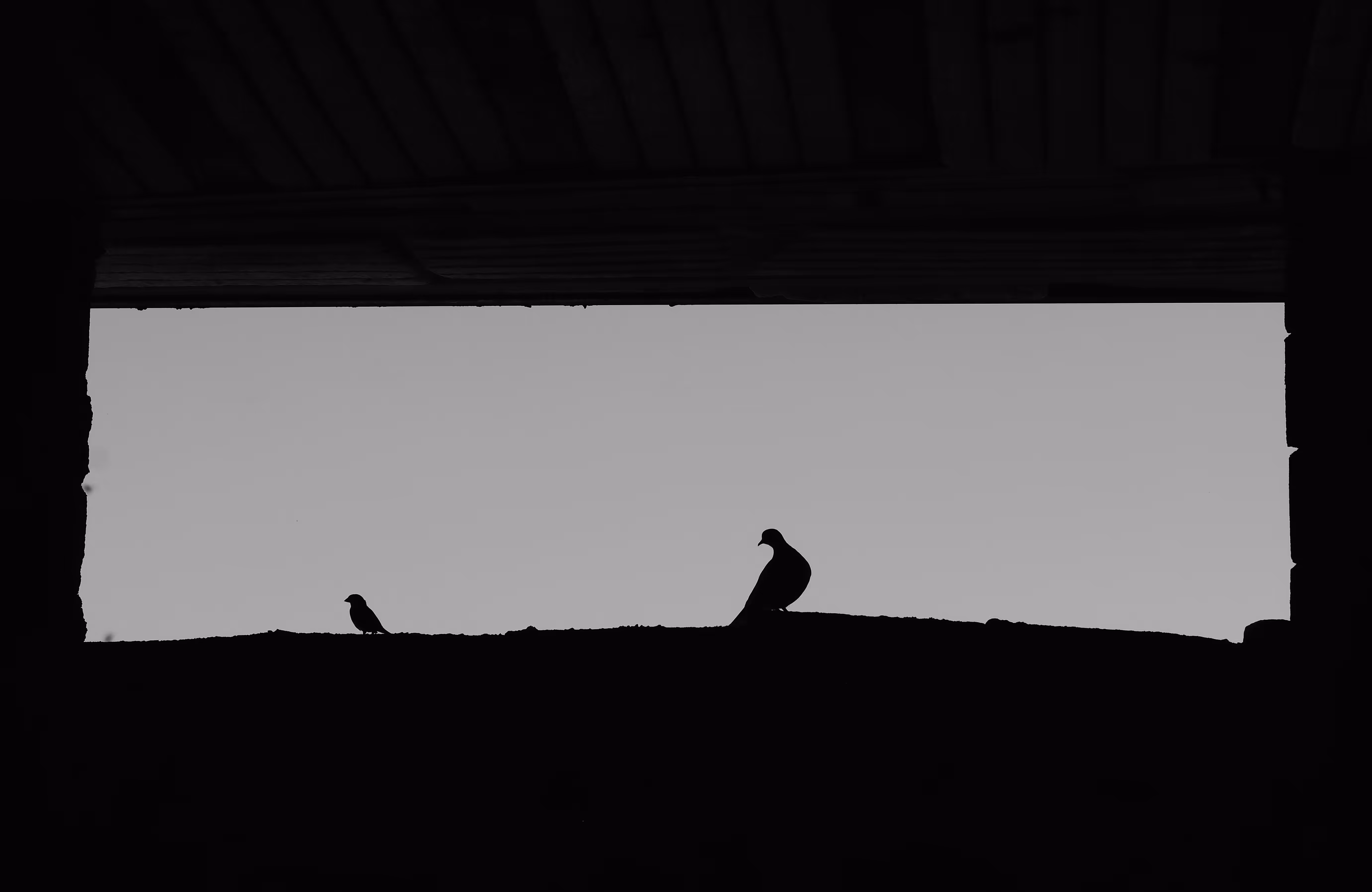 Silent Companions
