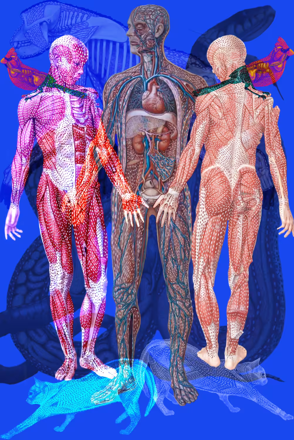 Humanimal Anatomy no.1