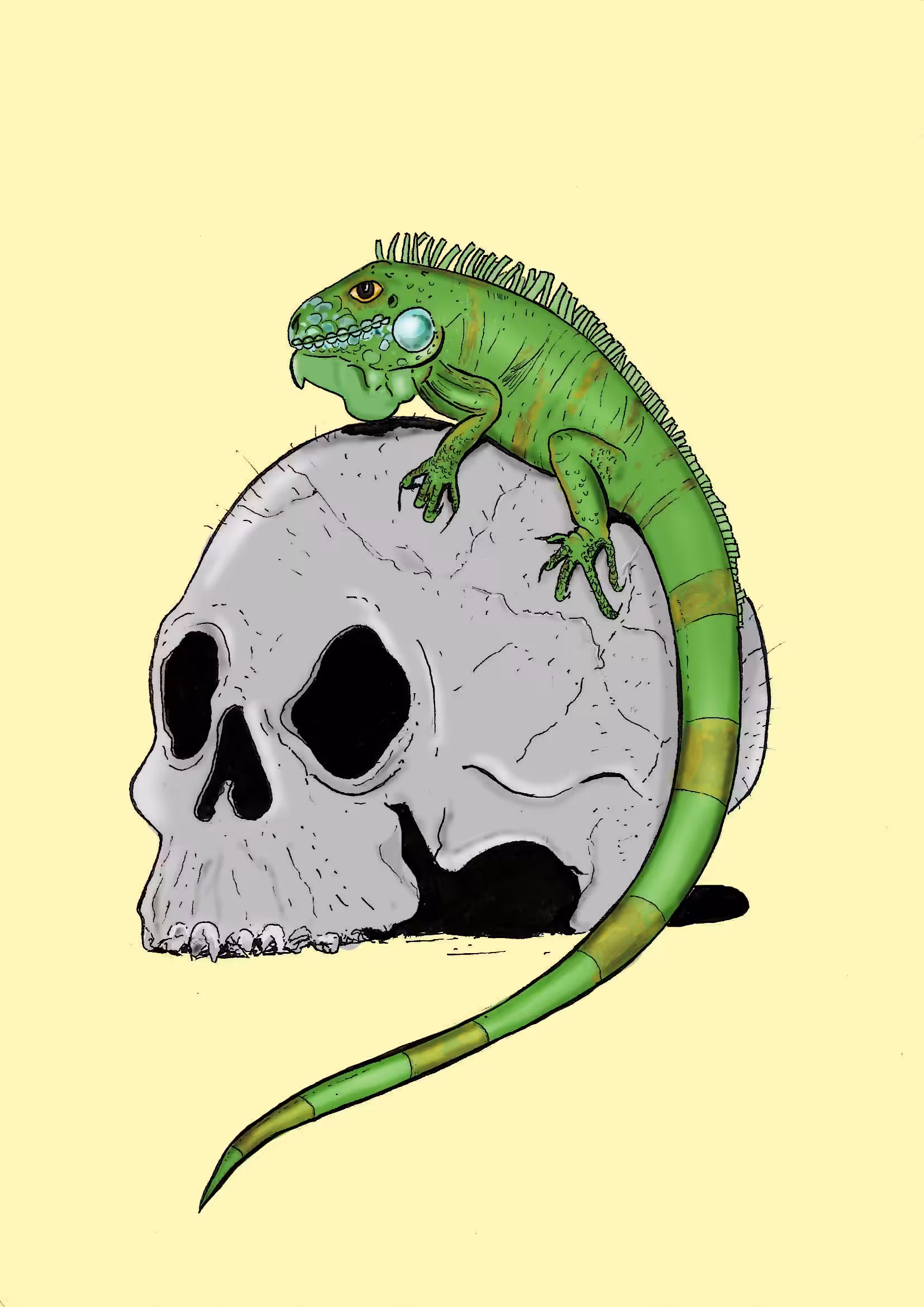 Iguana #1