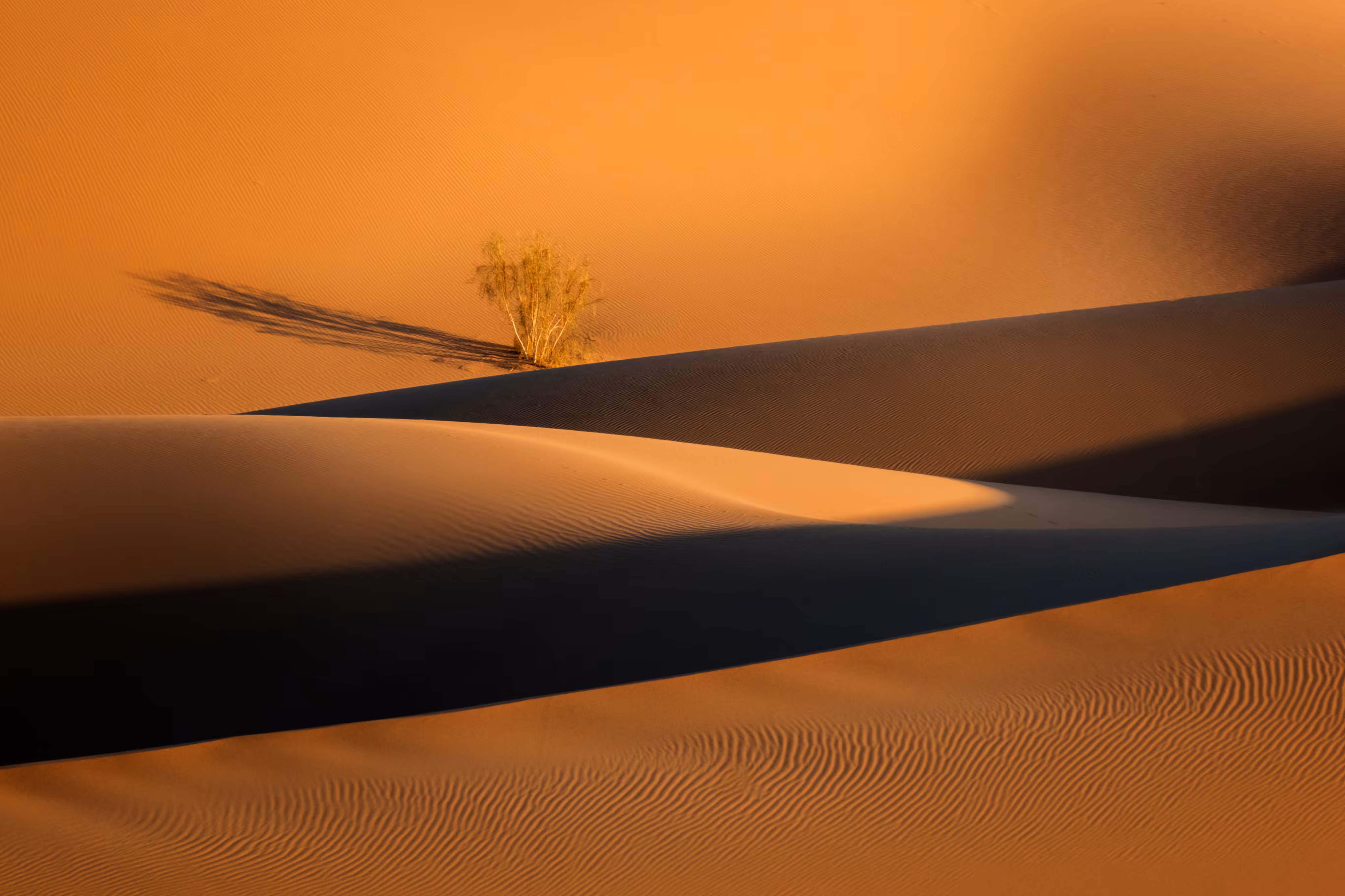 Looking for a life in the desert