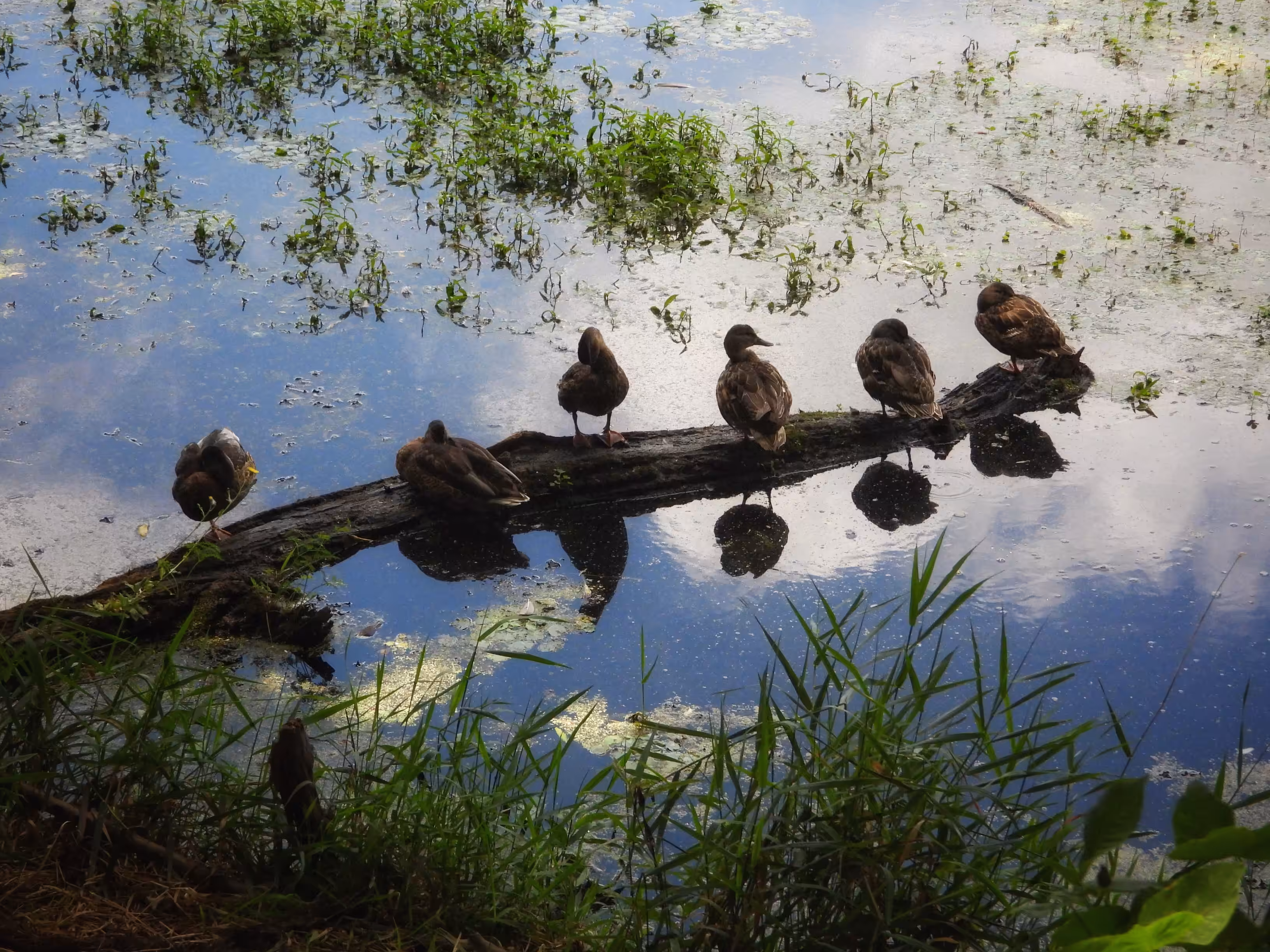 Ducks in a Row