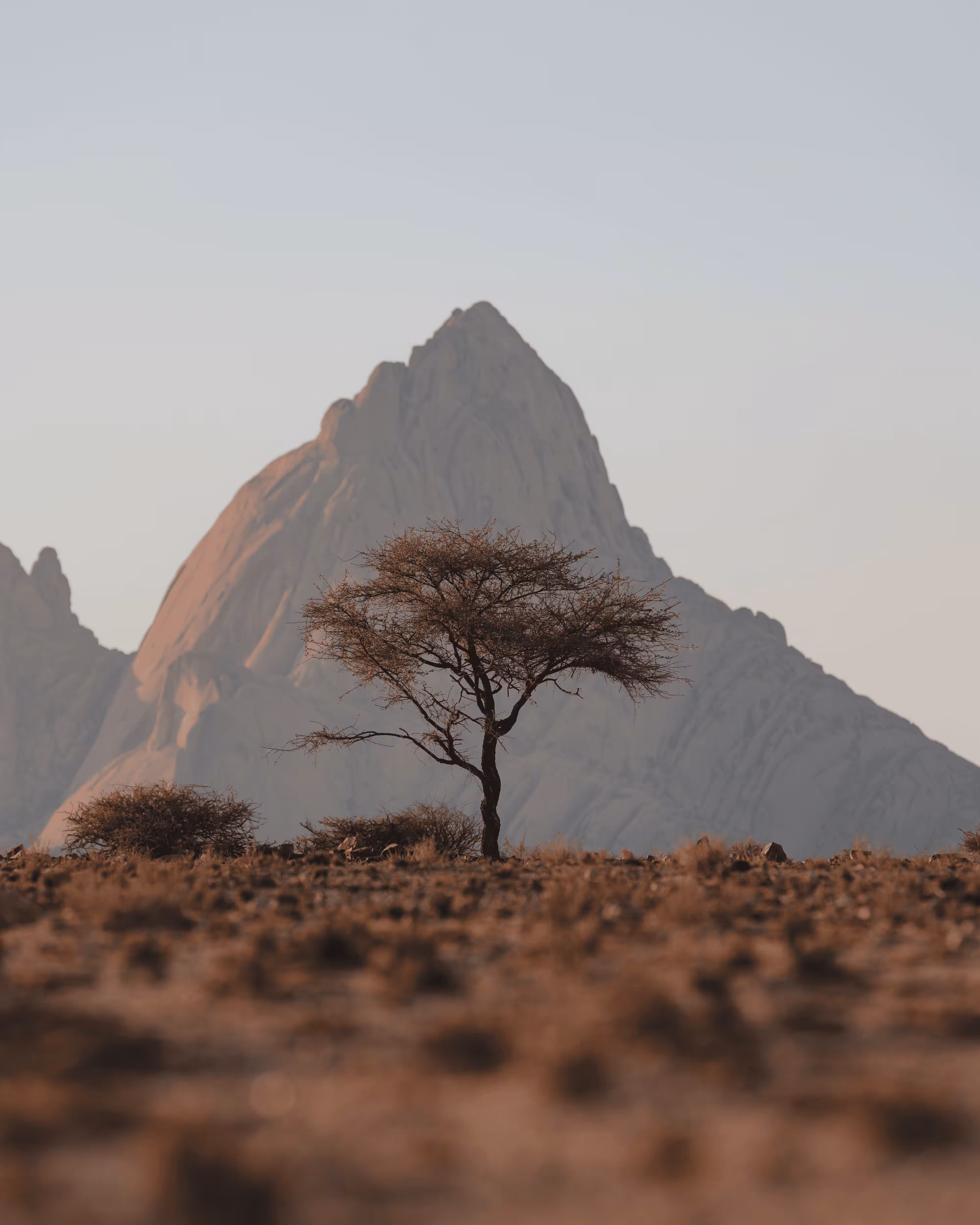 #33. Trees of Spitzkoppe