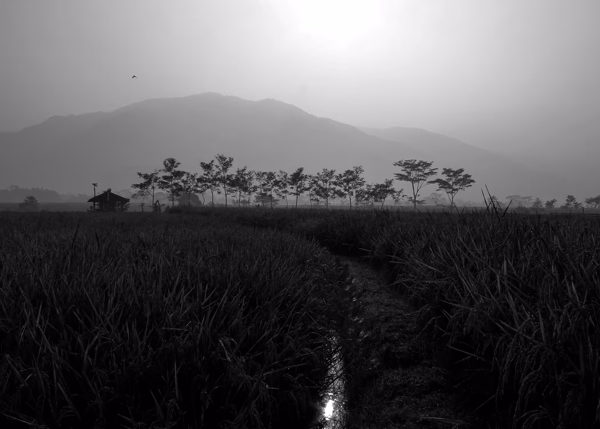 Cibunar