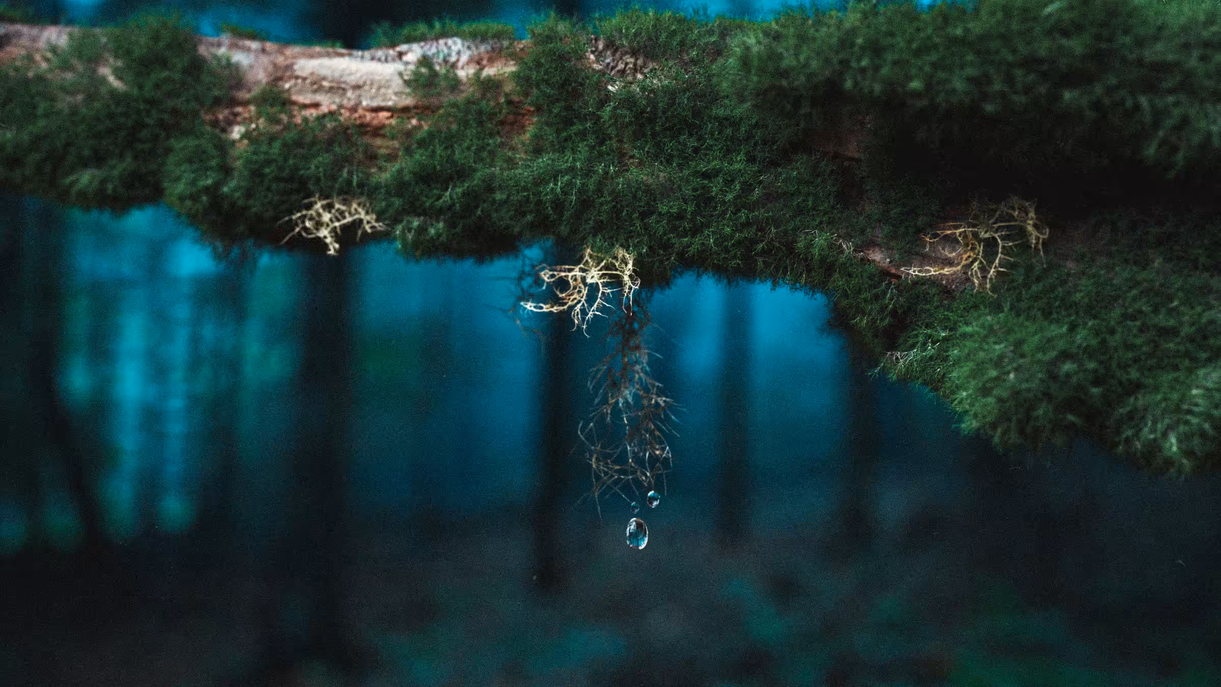 MIMESIS FOREST: ANTIGRAVITY