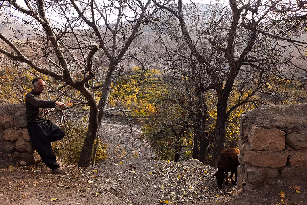  Shepherd and autumn
